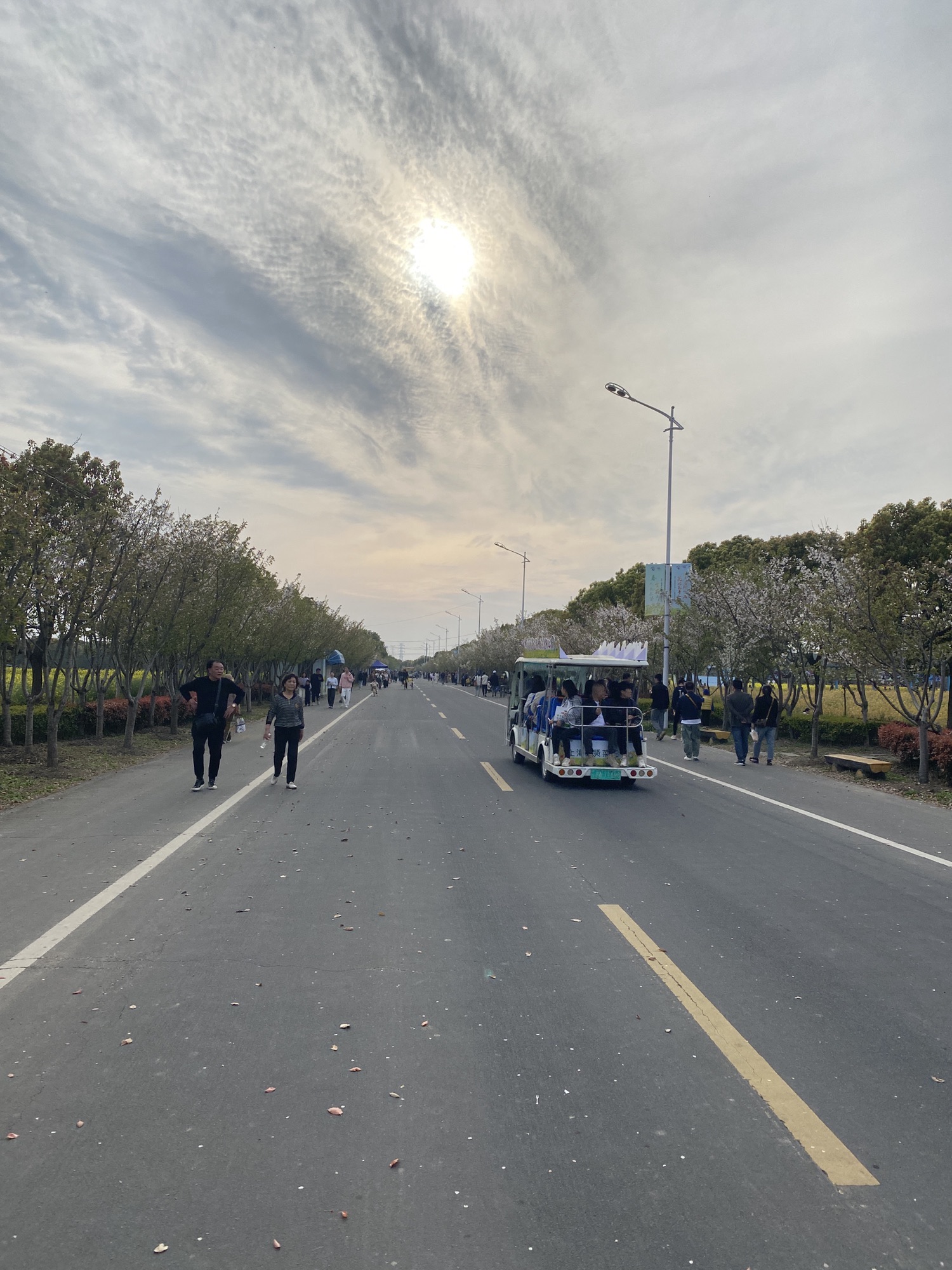 庄行菜花景区旅行图片 3