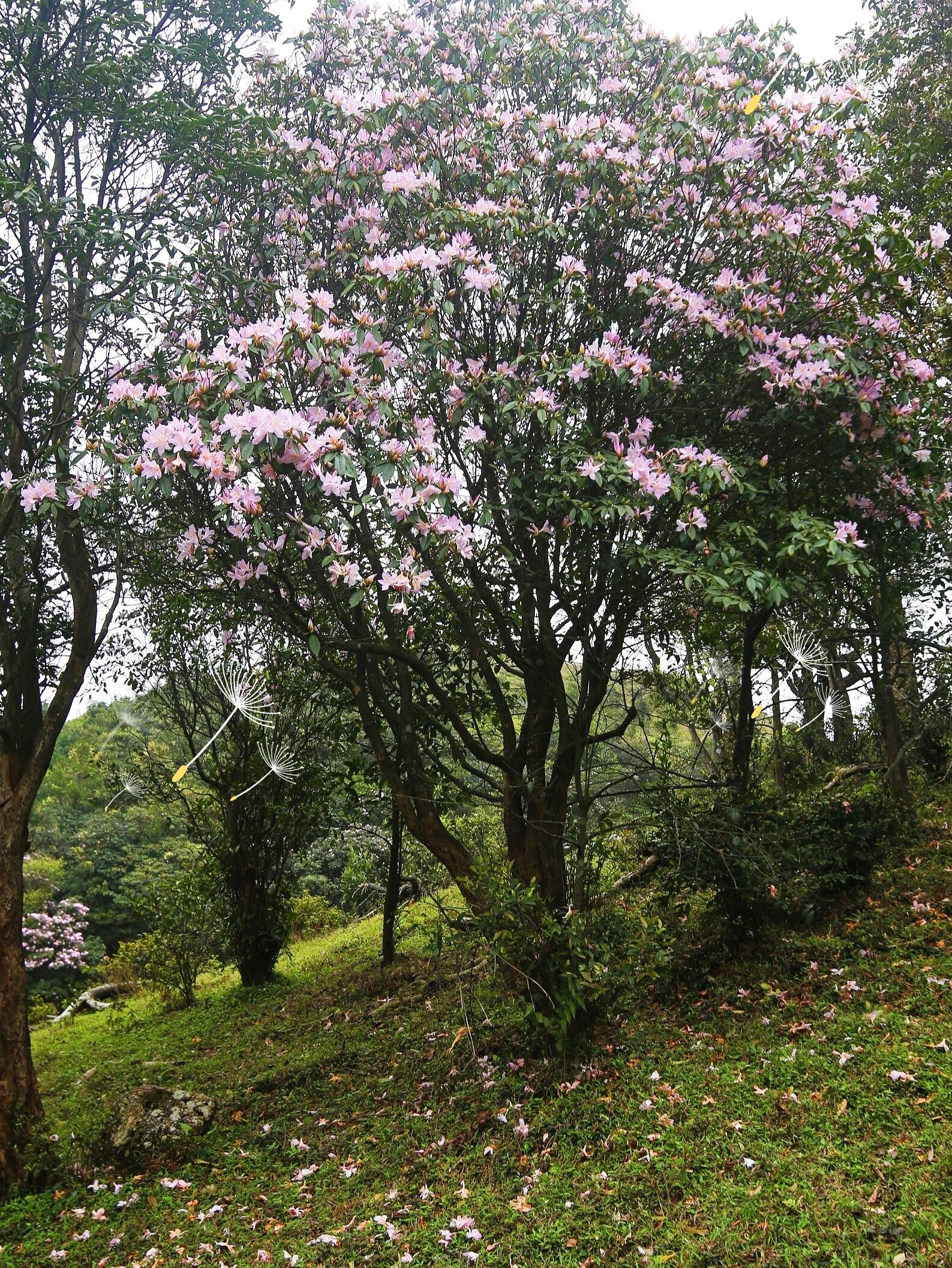 八排山旅行图片 3
