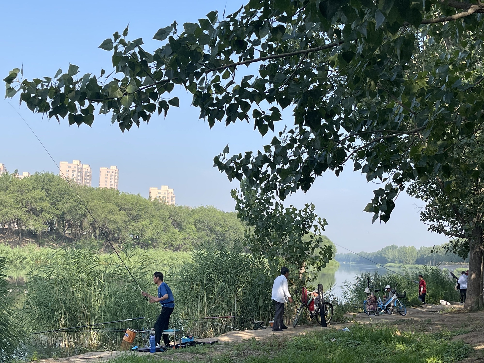 子牙河堤岸公园旅行图片 1