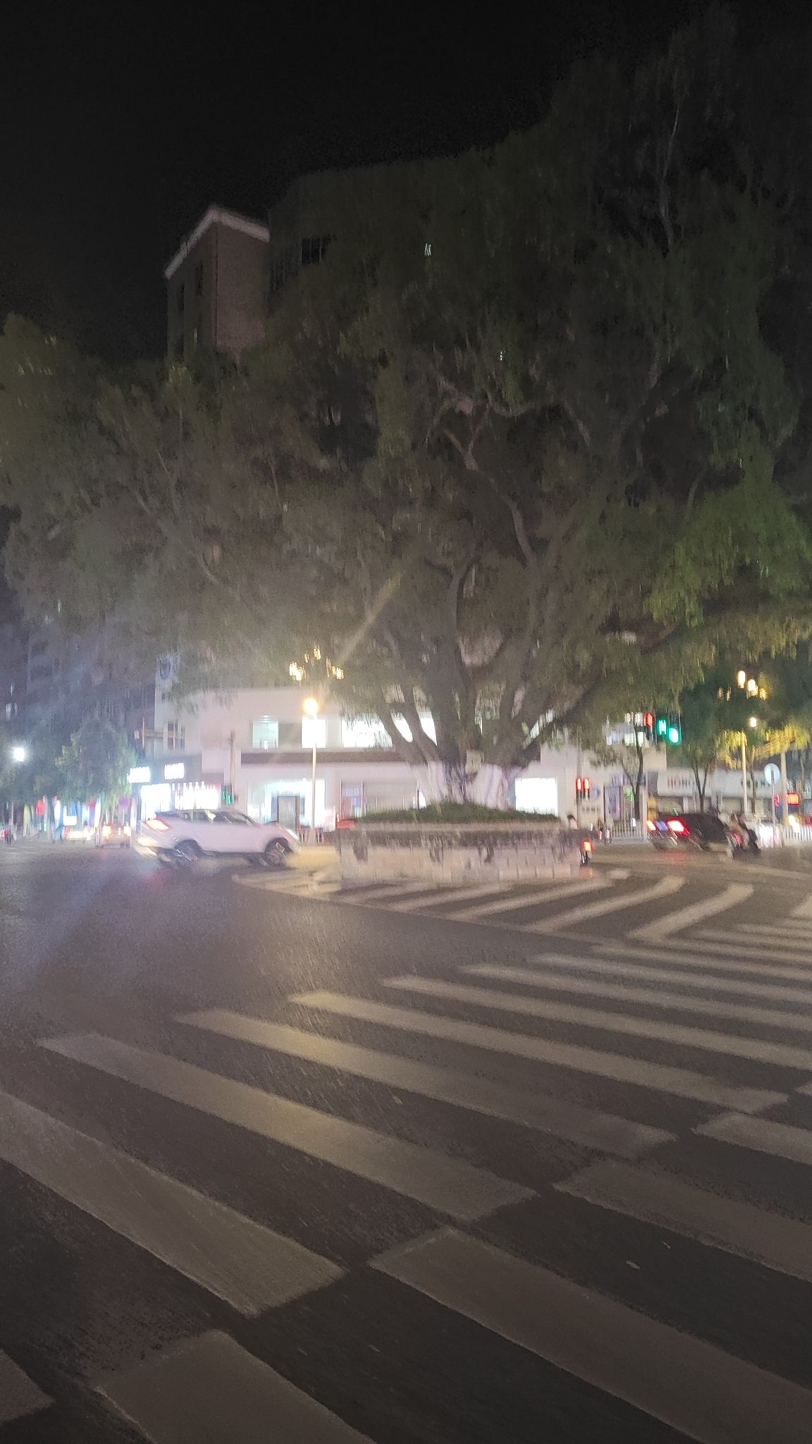 大榕树旅行图片 2