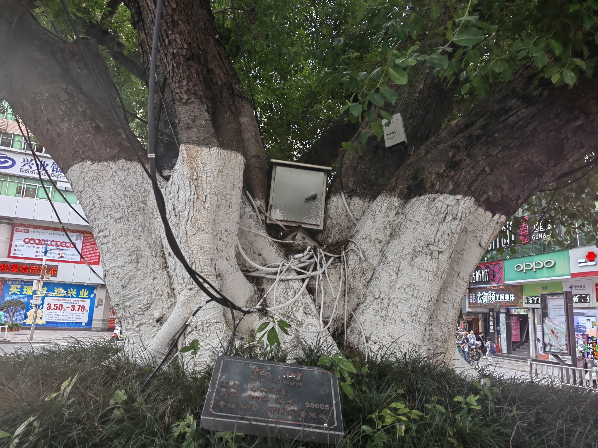 大榕树旅行图片 3