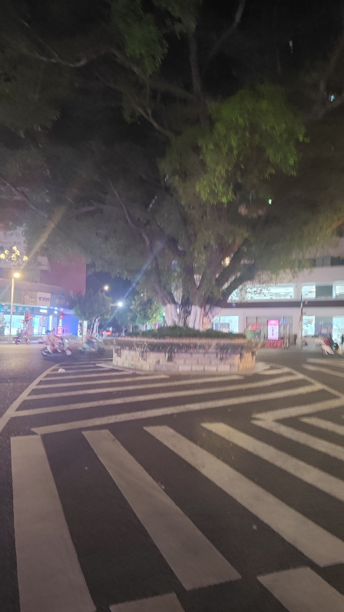 大榕树旅行图片 3