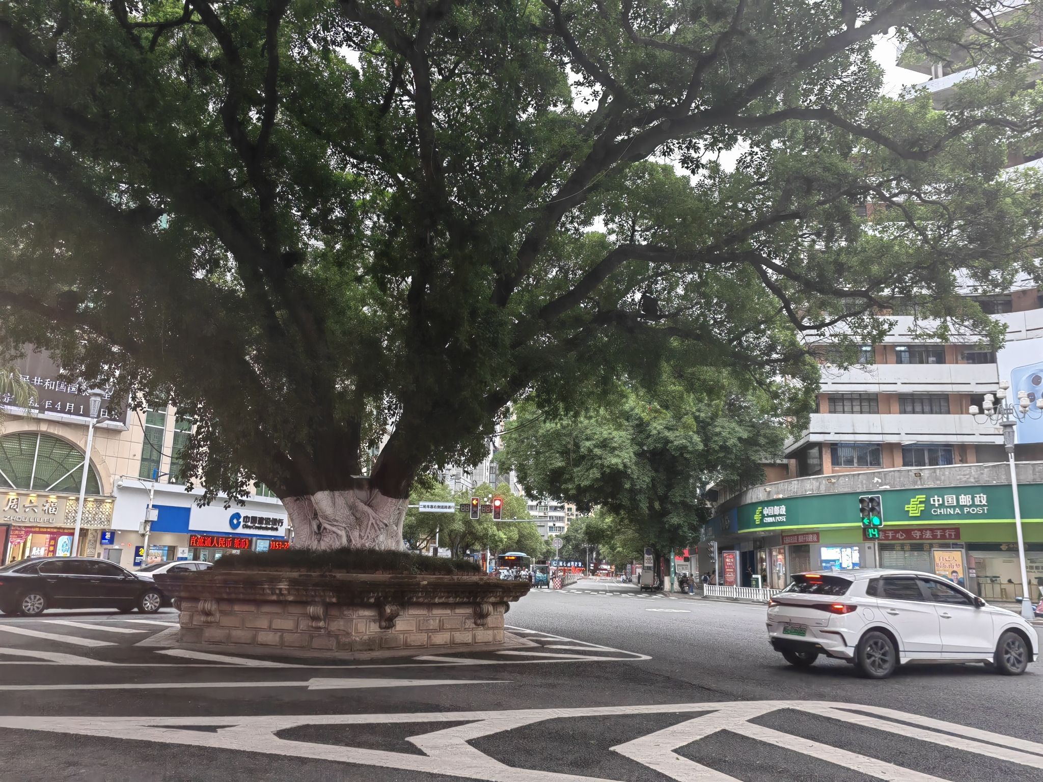 大榕树旅行图片 2