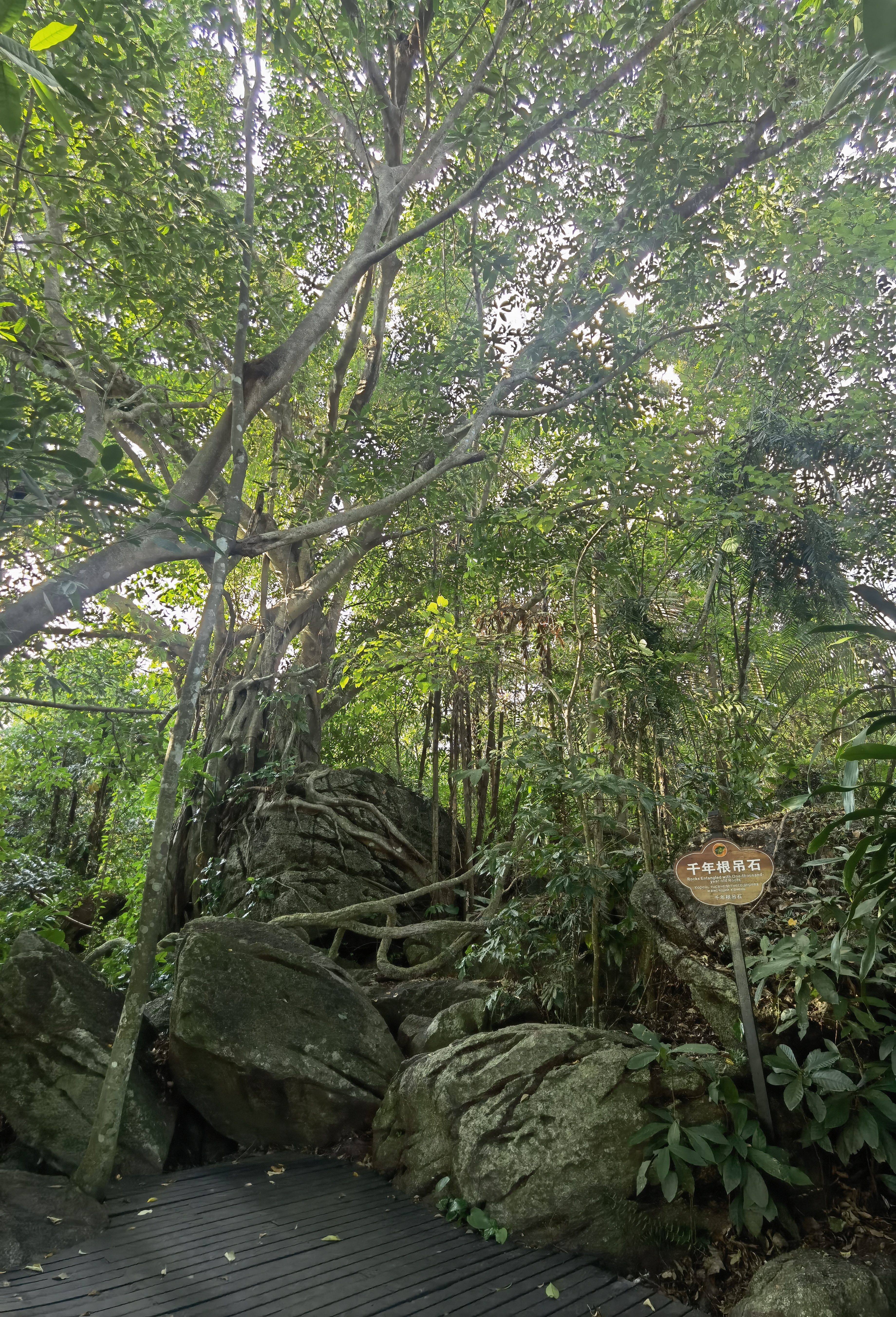 呀诺达热带雨林-千年根吊石
