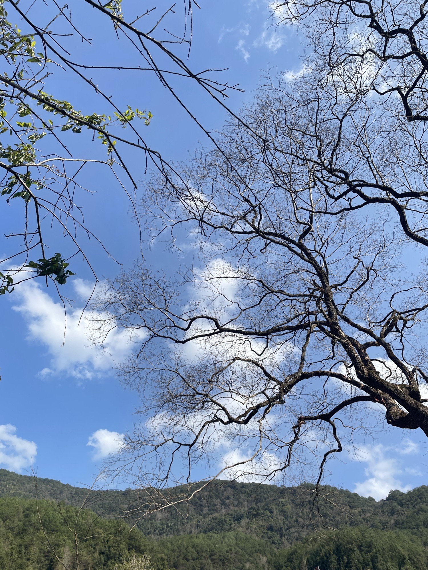 梁野山景区旅行图片 1