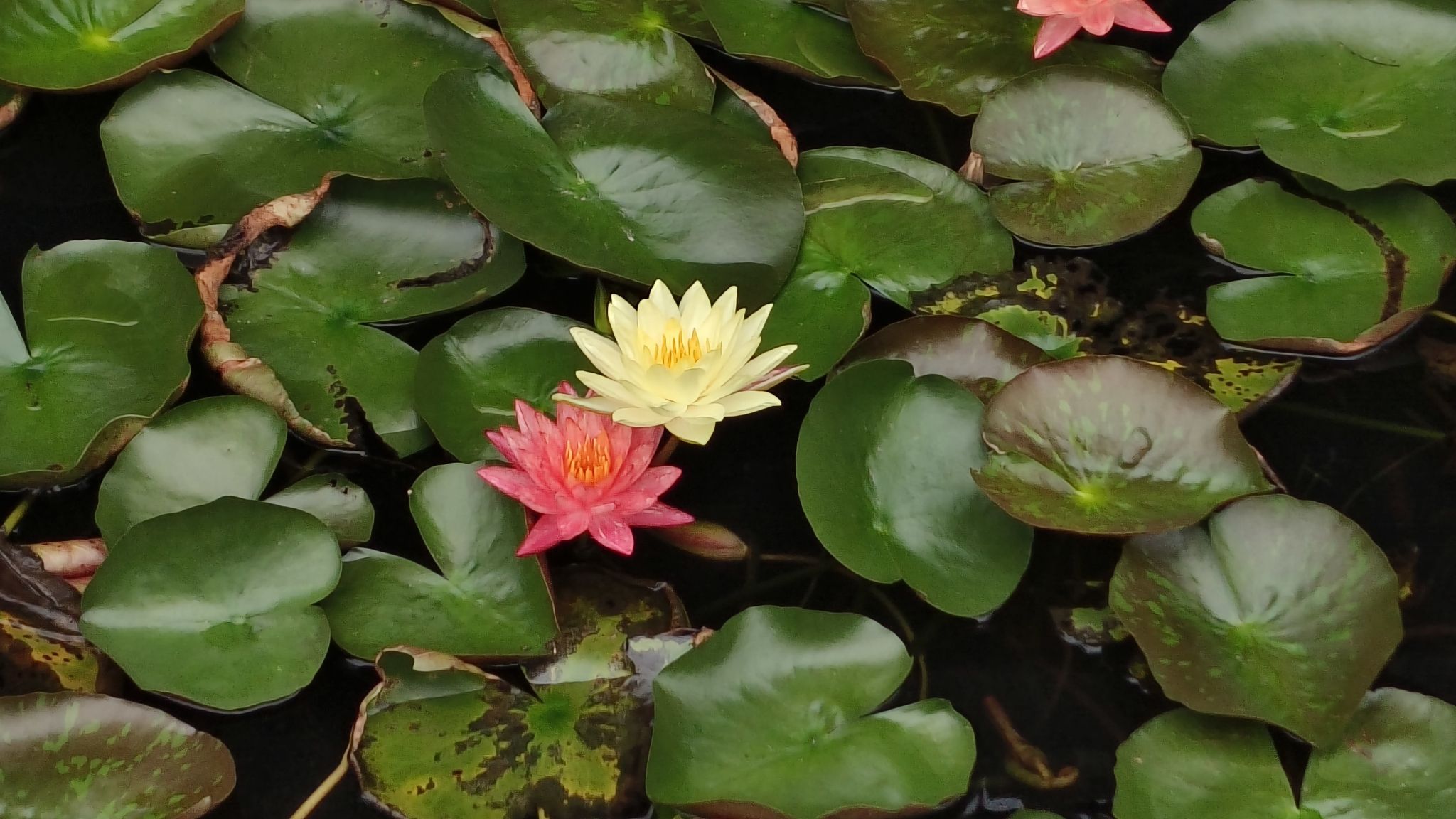 百花洲旅行图片 3