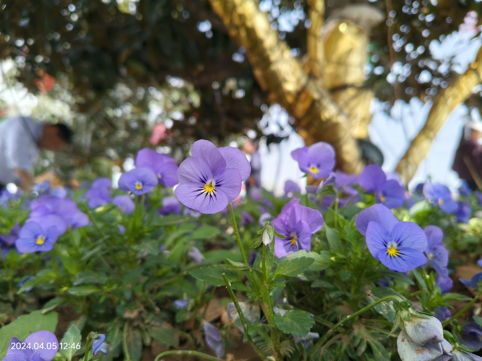 安徽蚌埠·花博园旅行图片 3