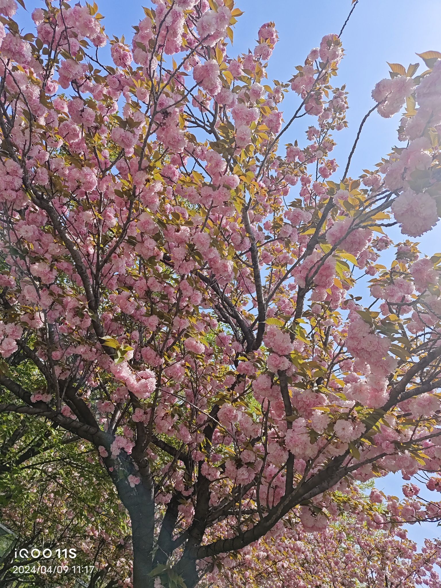 安徽蚌埠·花博园旅行图片 2