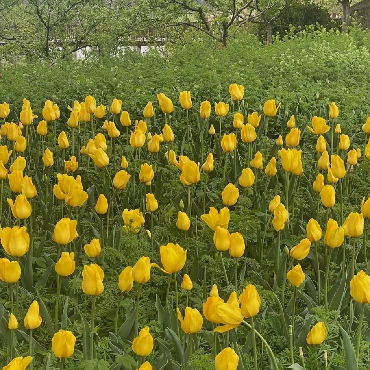安徽蚌埠·花博园旅行图片 2