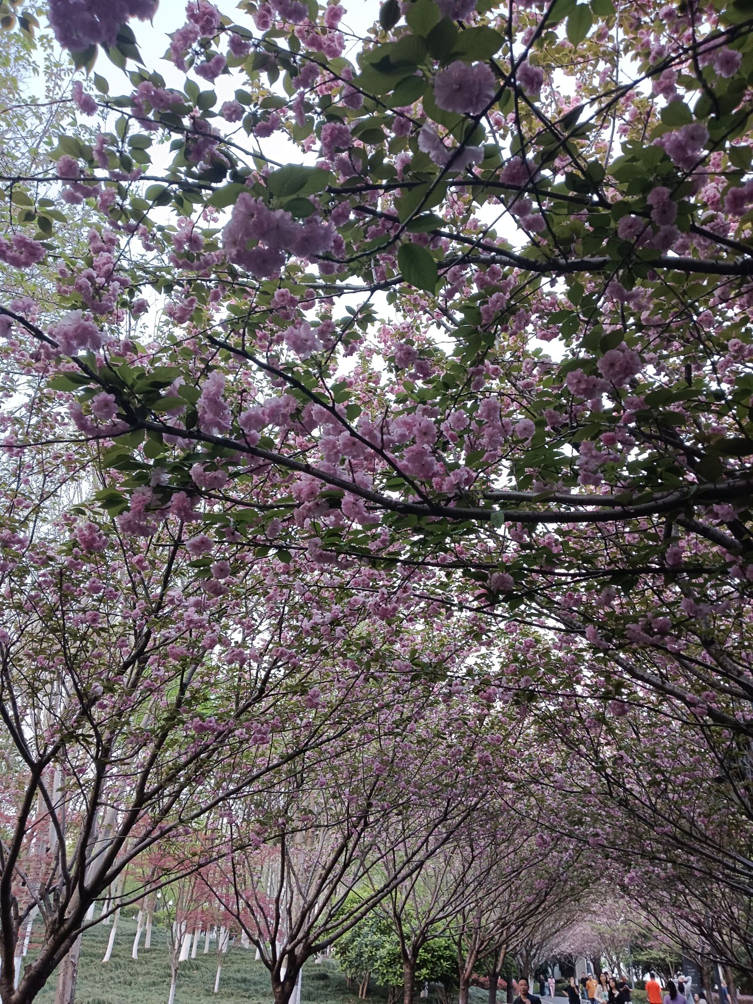 王家墩公园旅行图片 1
