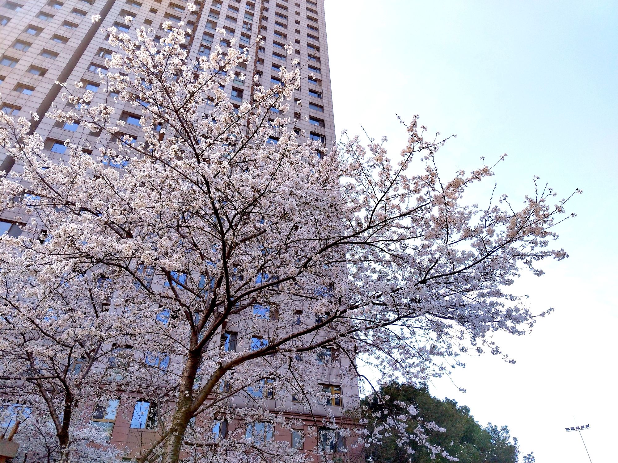 王家墩公园旅行图片 3
