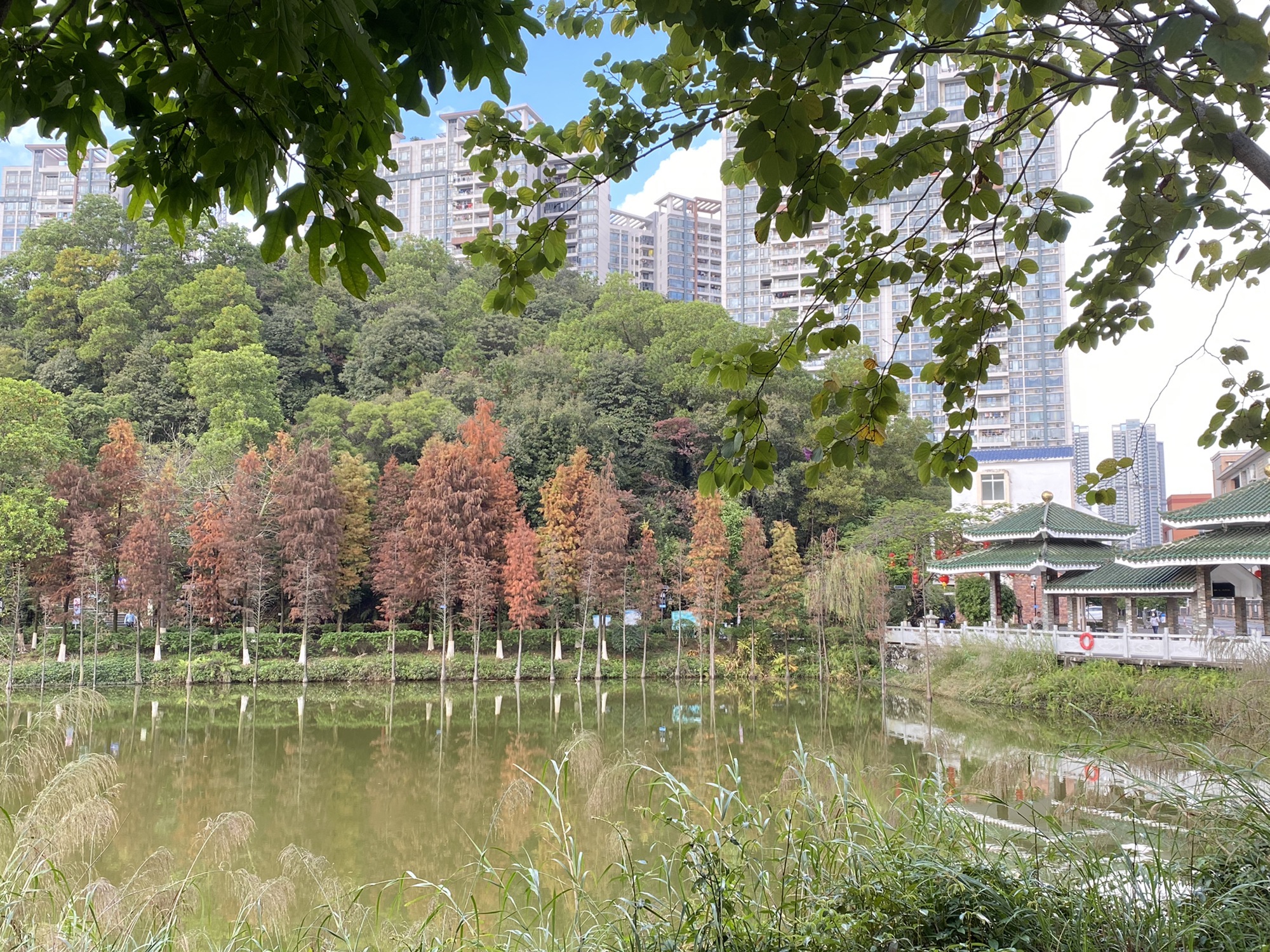丰乐公园旅行图片 1