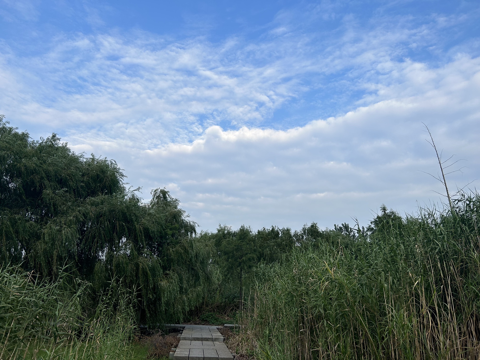 浦口滨江湿地公园旅行图片 2
