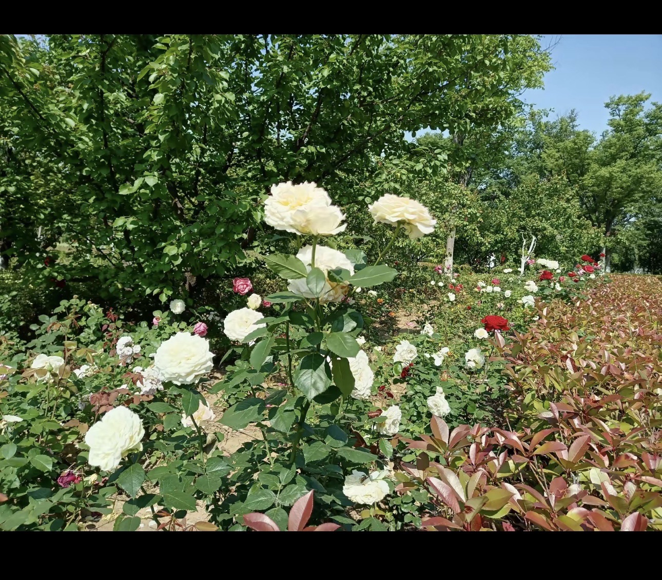 萌山公园旅行图片 2