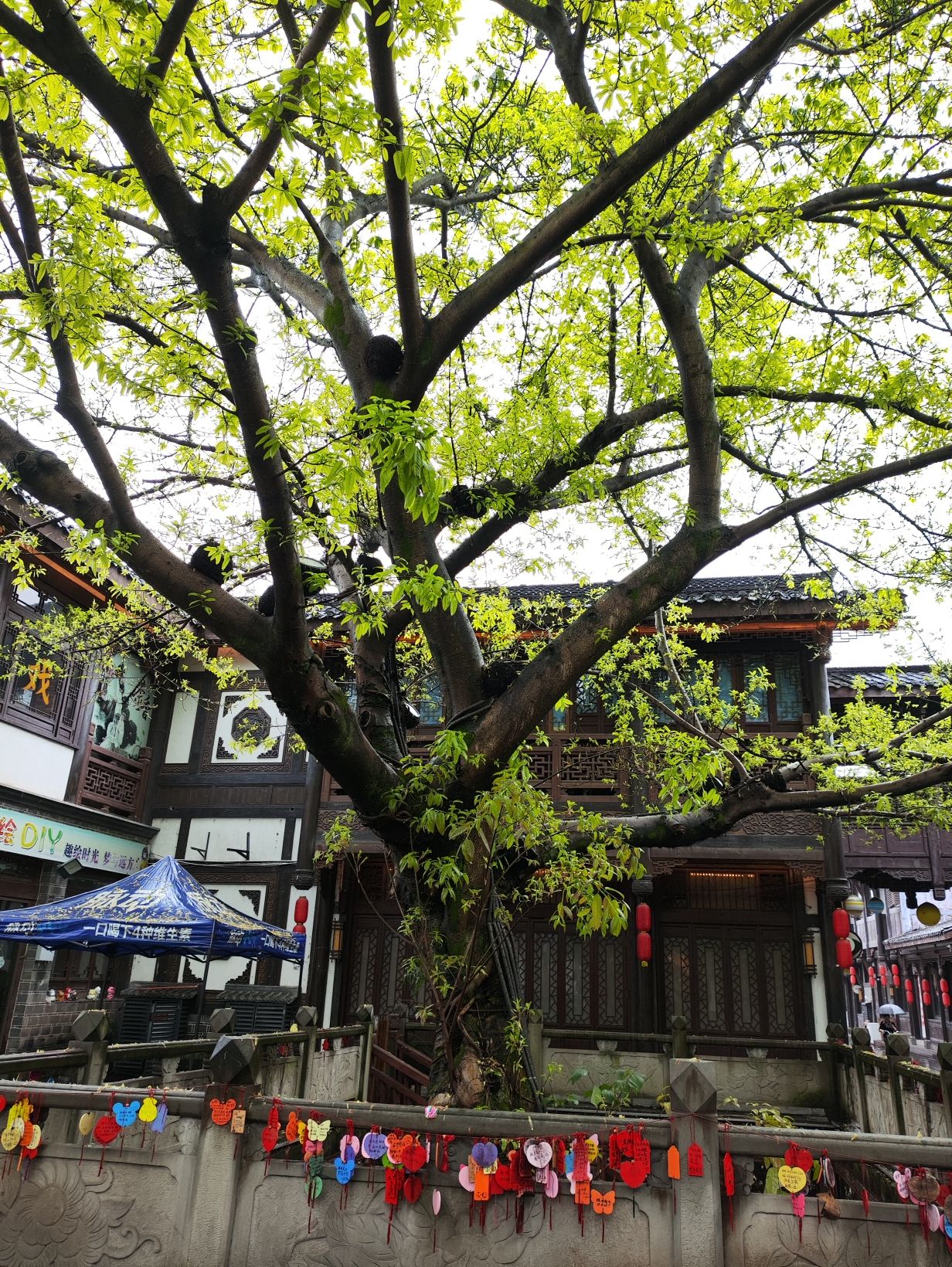 文峰古街旅行图片 3
