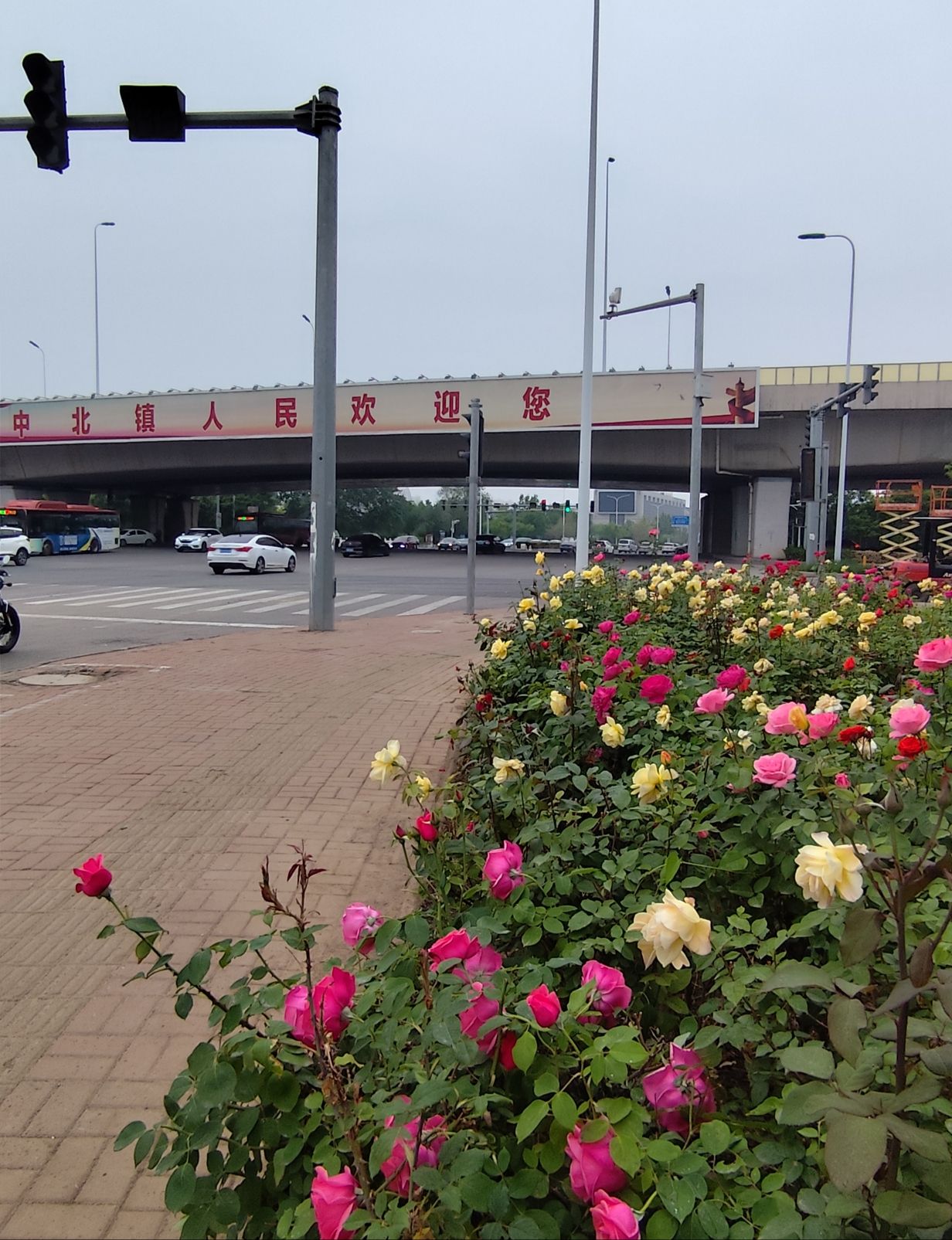 叶子公园旅行图片 2