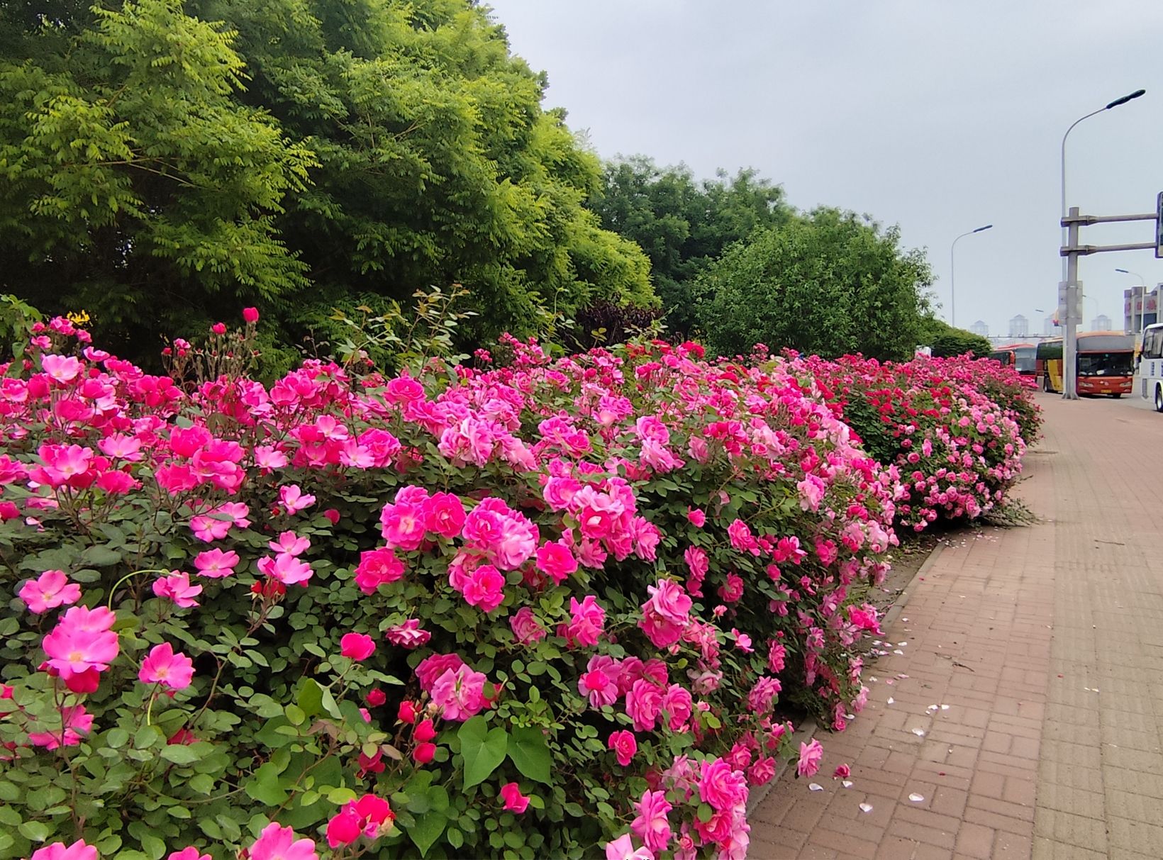 叶子公园旅行图片 1