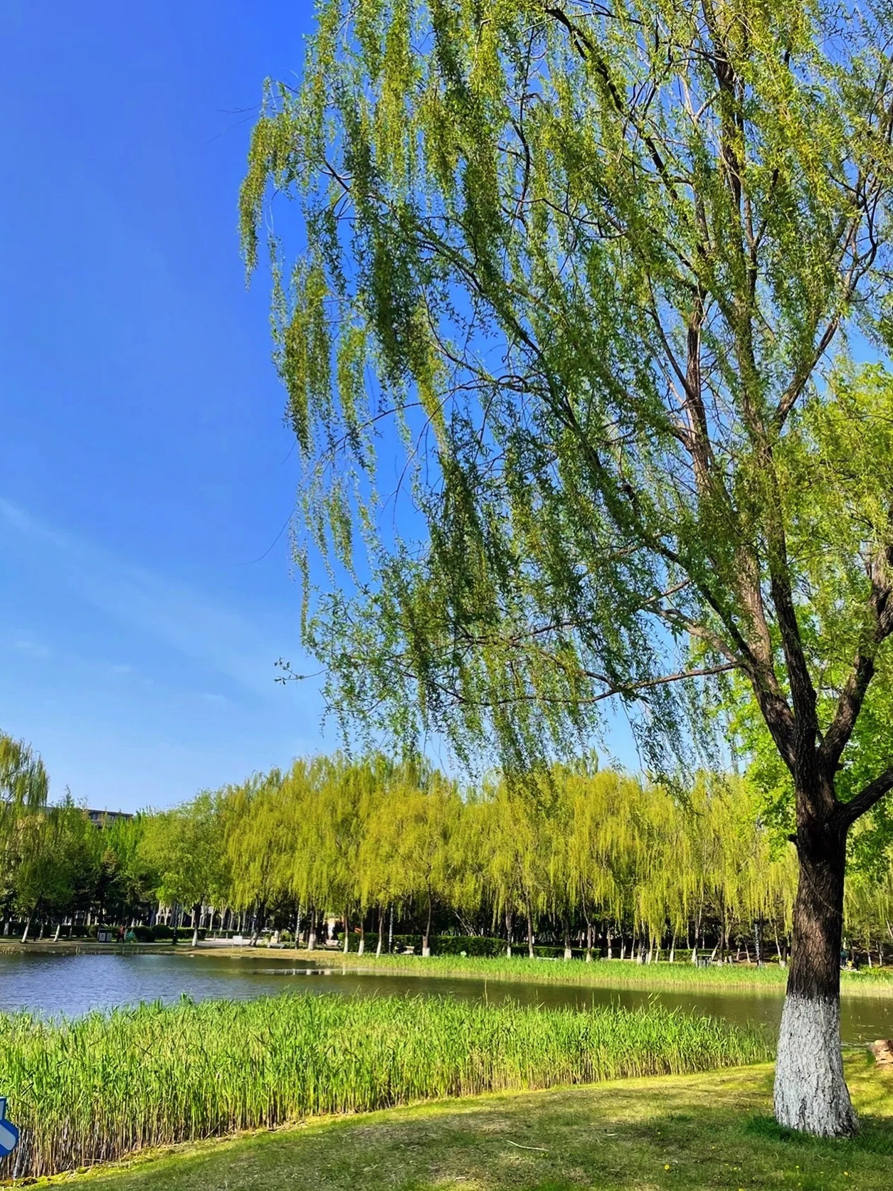 云顶山公园