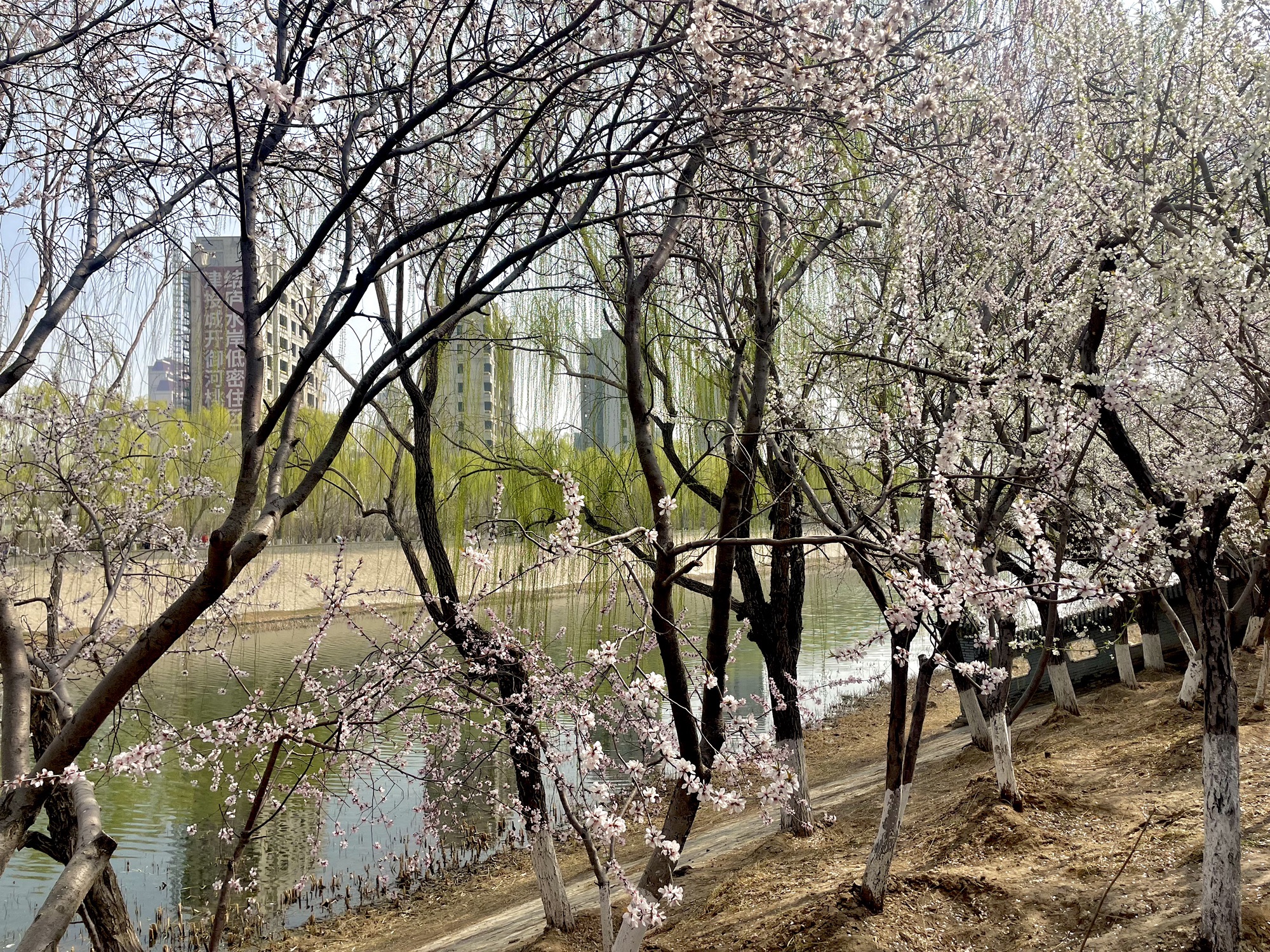 桃花园旅行图片 1