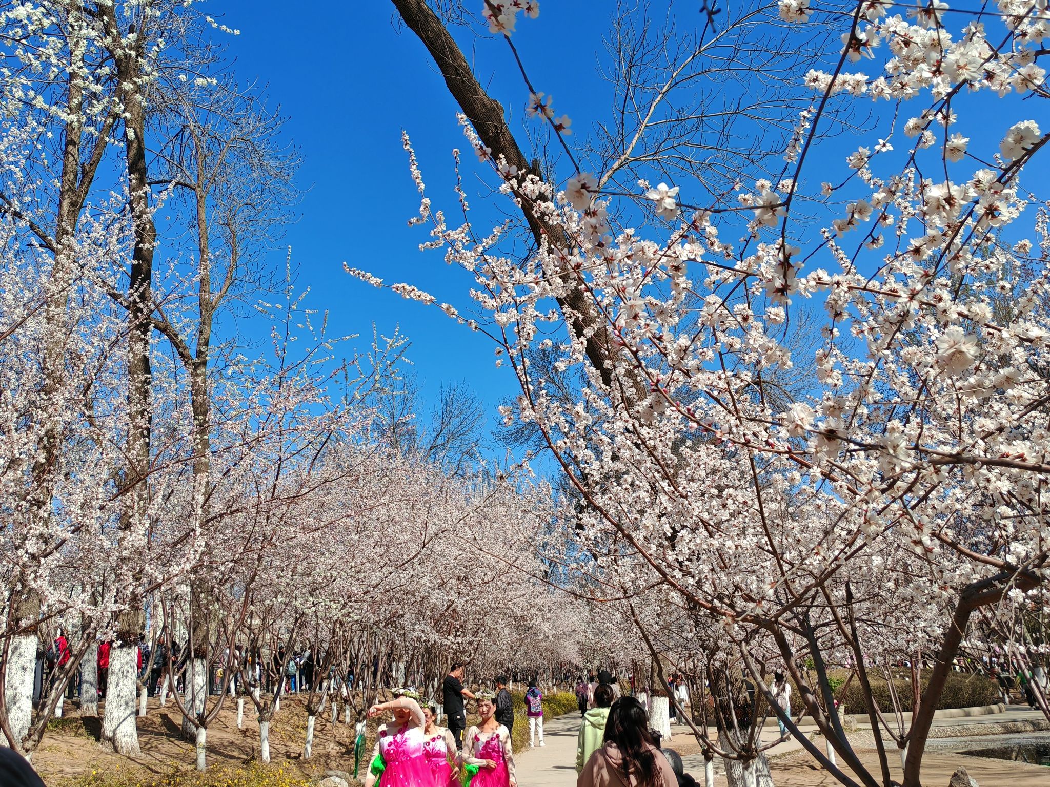 桃花园旅行图片 2
