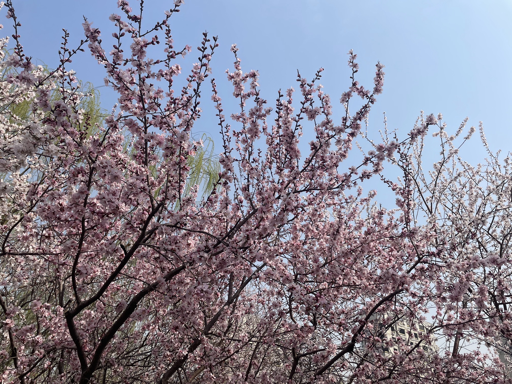 桃花园旅行图片 2