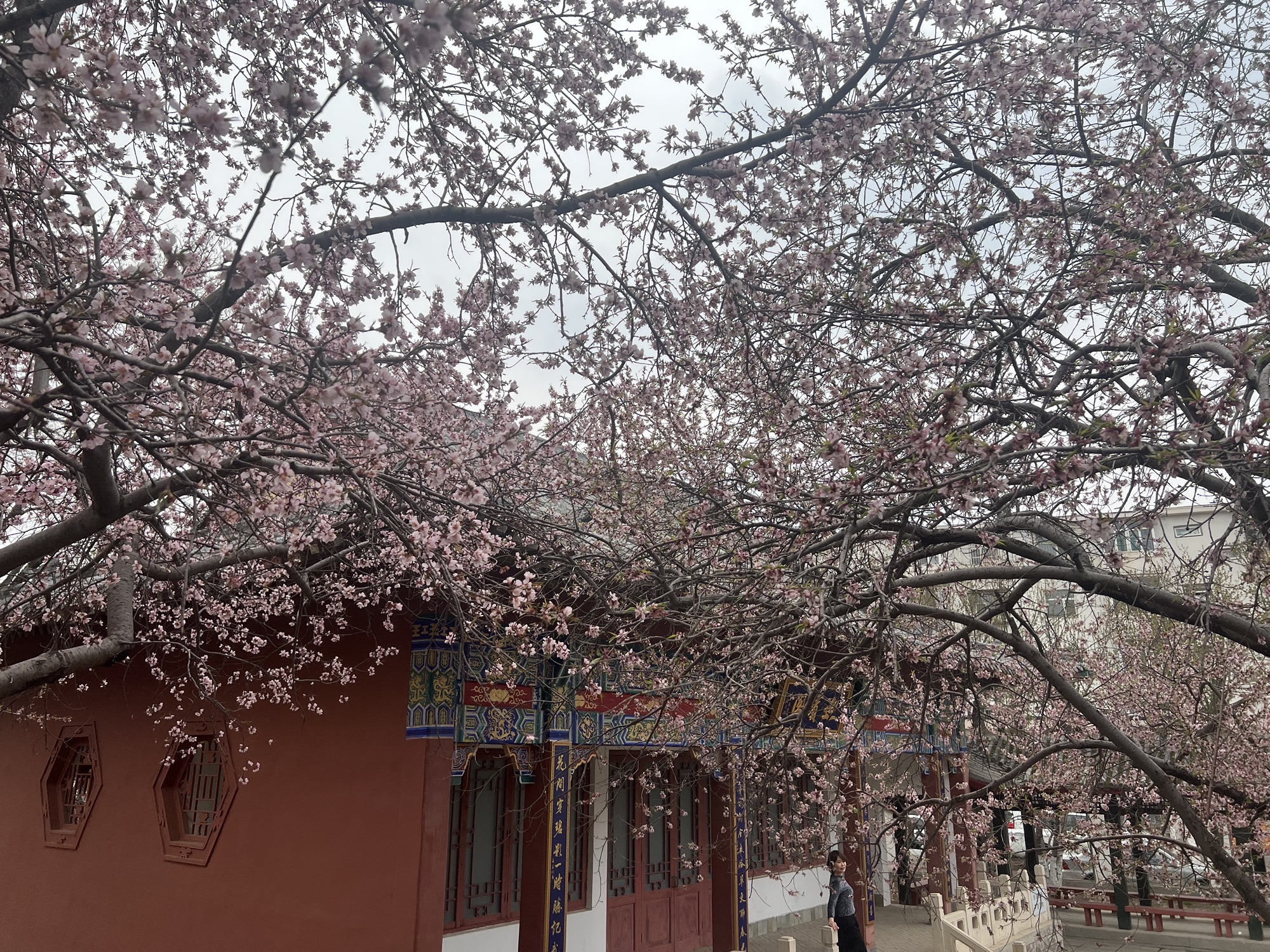 桃花园旅行图片 3