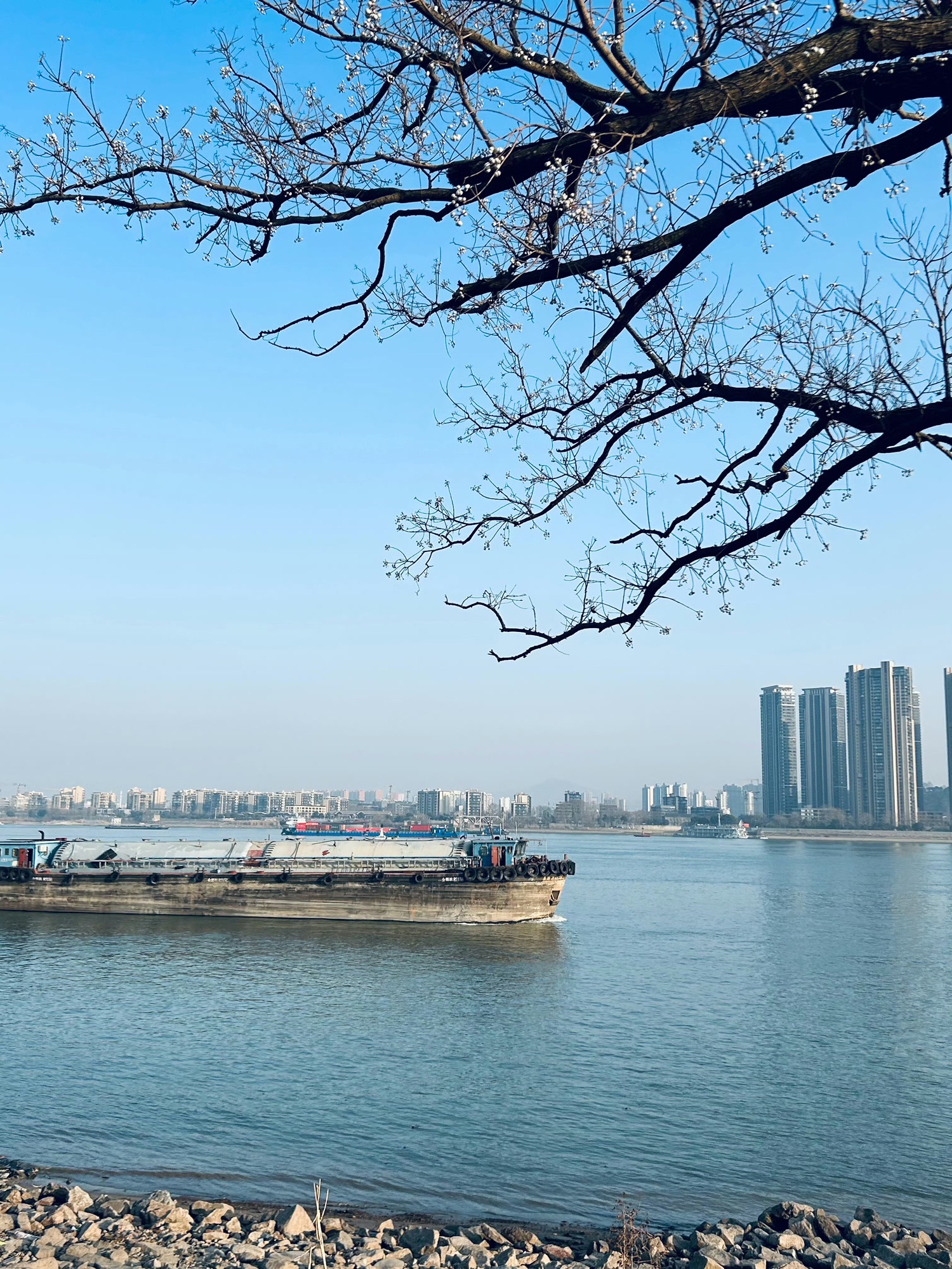 桥北滨江生态公园旅行图片 1