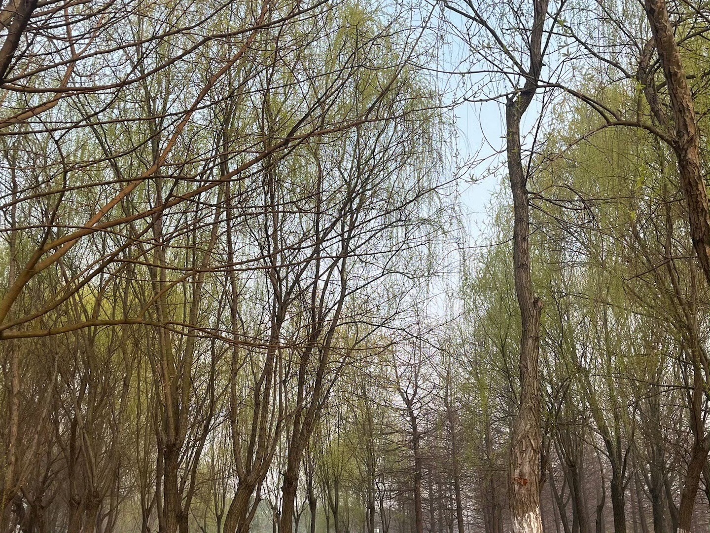 桥北滨江生态公园旅行图片 2