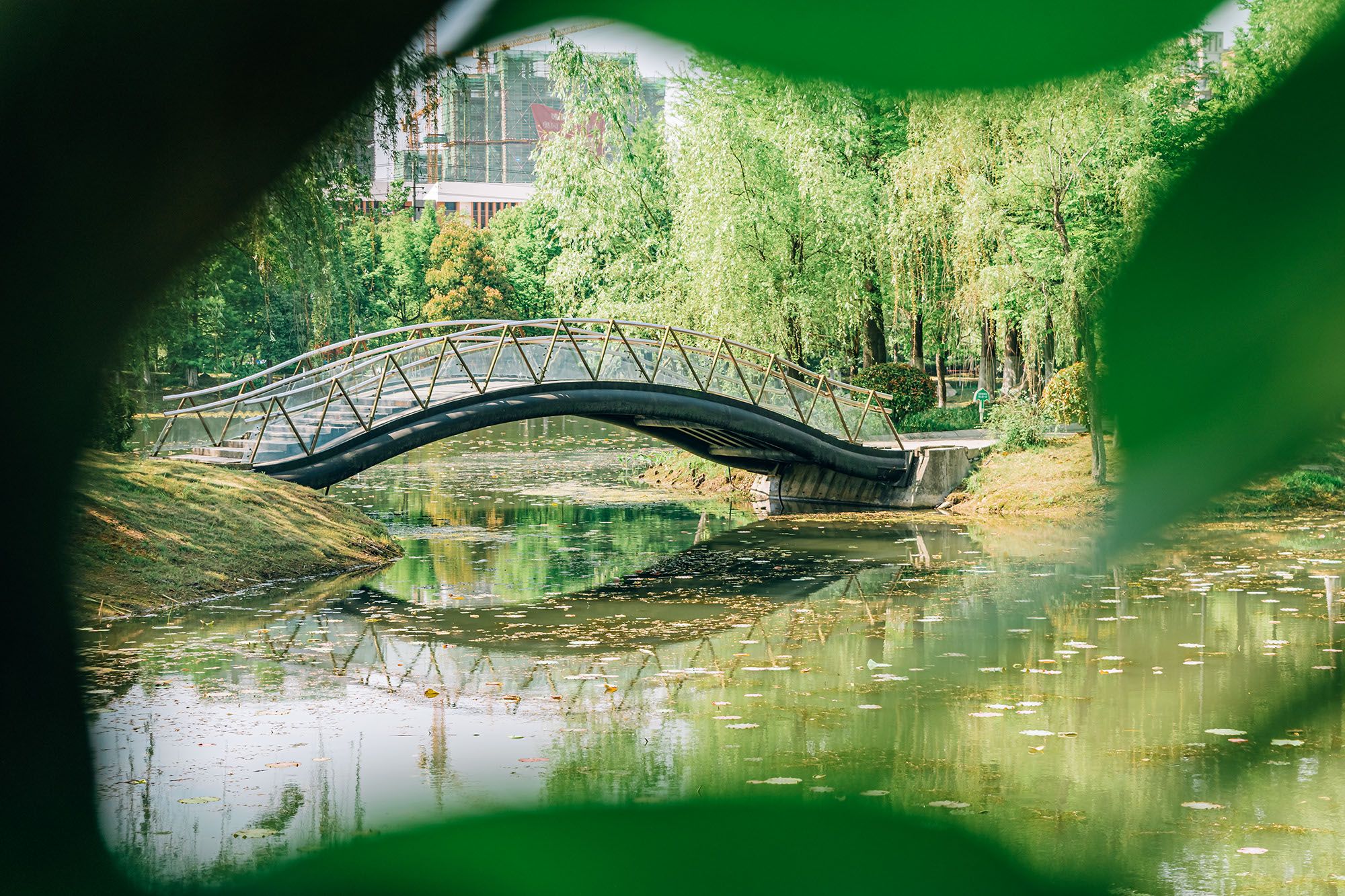 菱溪湖公园旅行图片 3