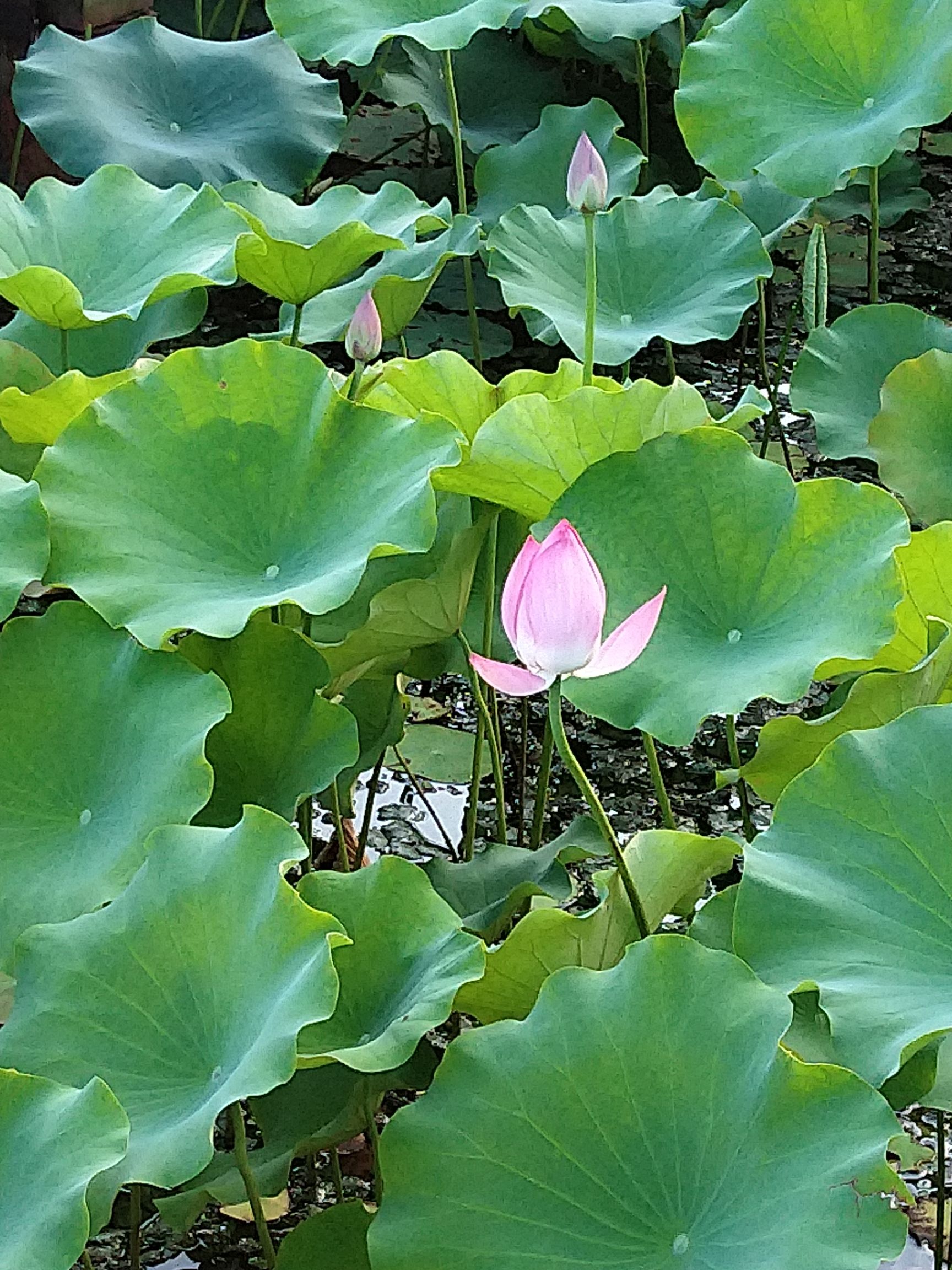 菱溪湖公园旅行图片 3