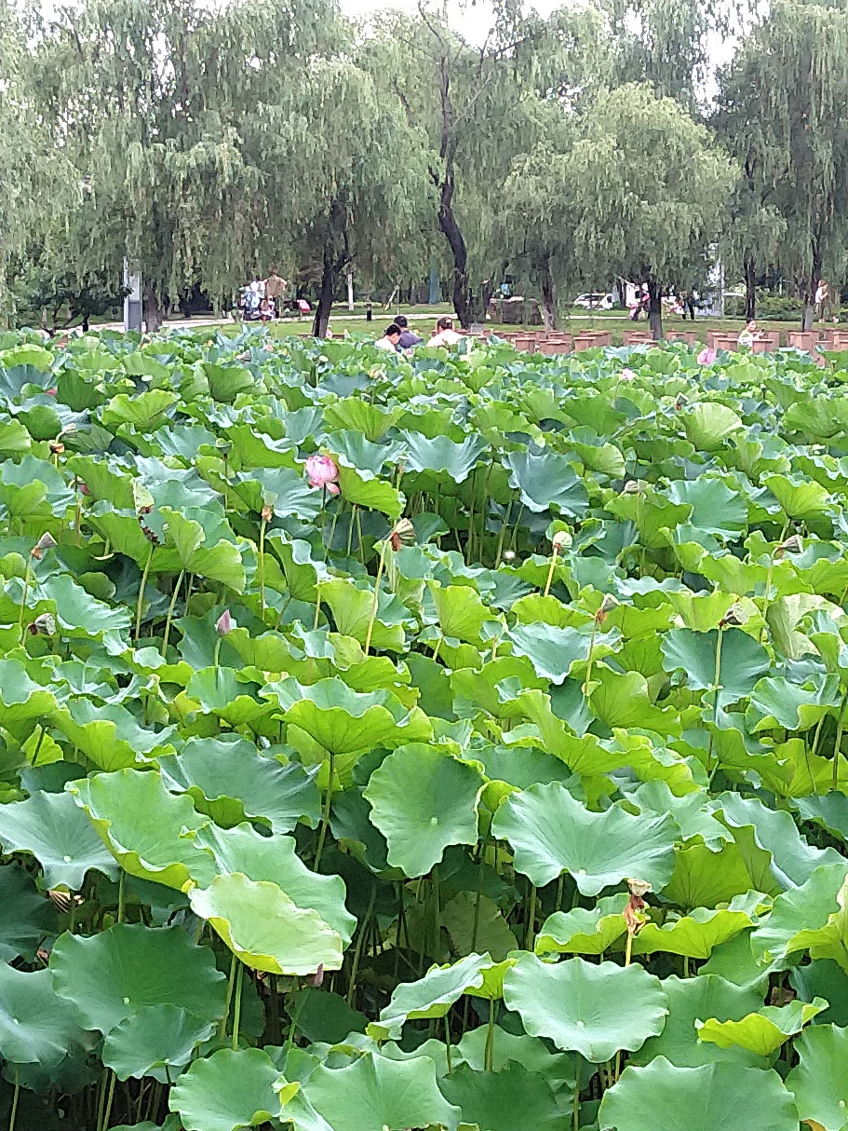 菱溪湖公园旅行图片 1