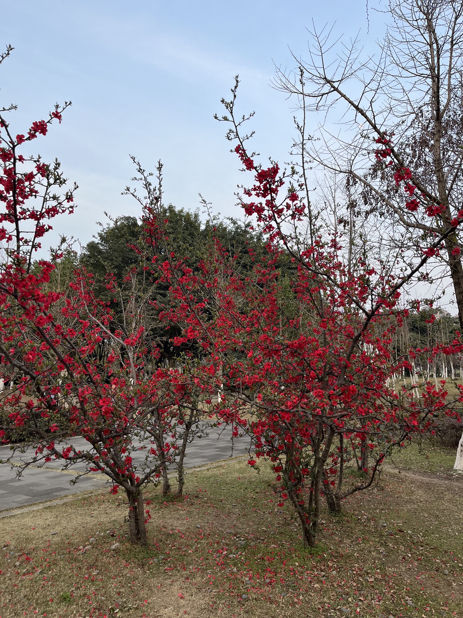 德阳市北公园旅行图片 2