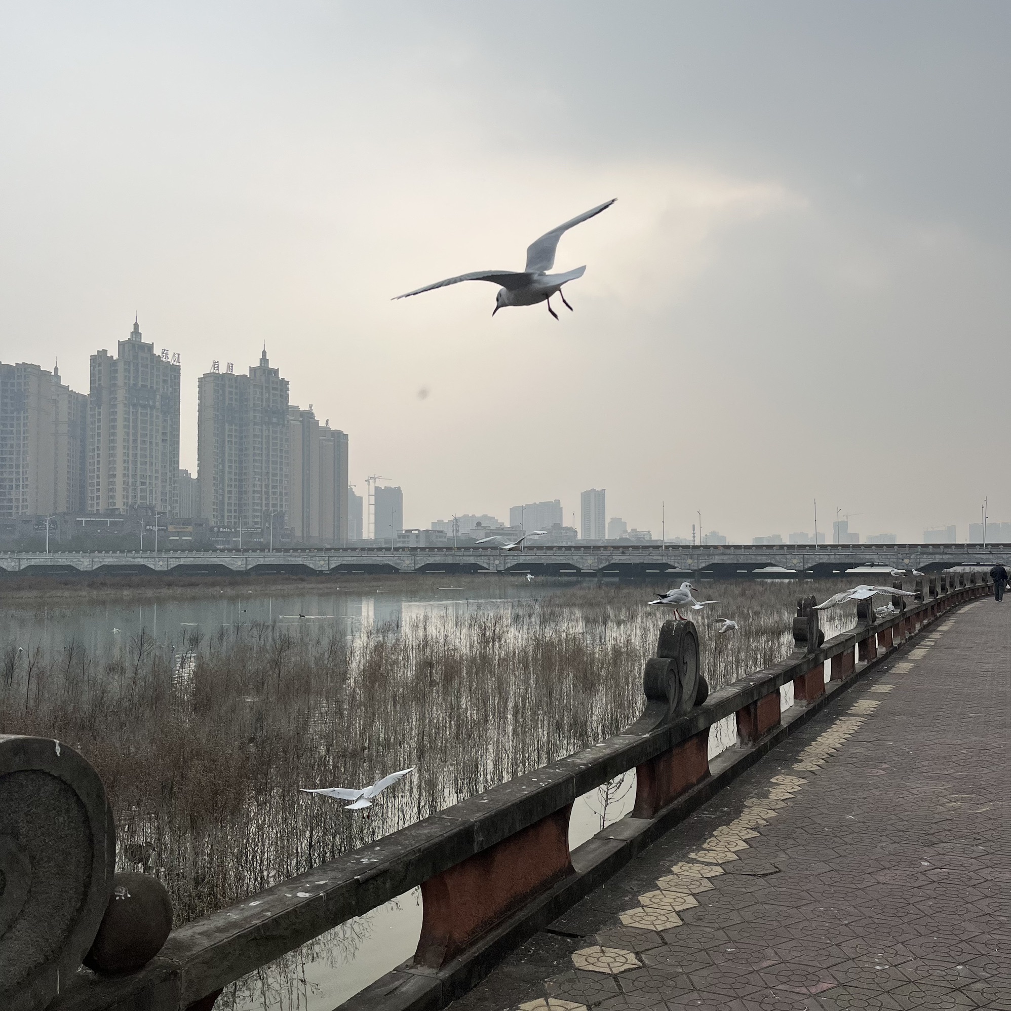 德阳市北公园旅行图片 2