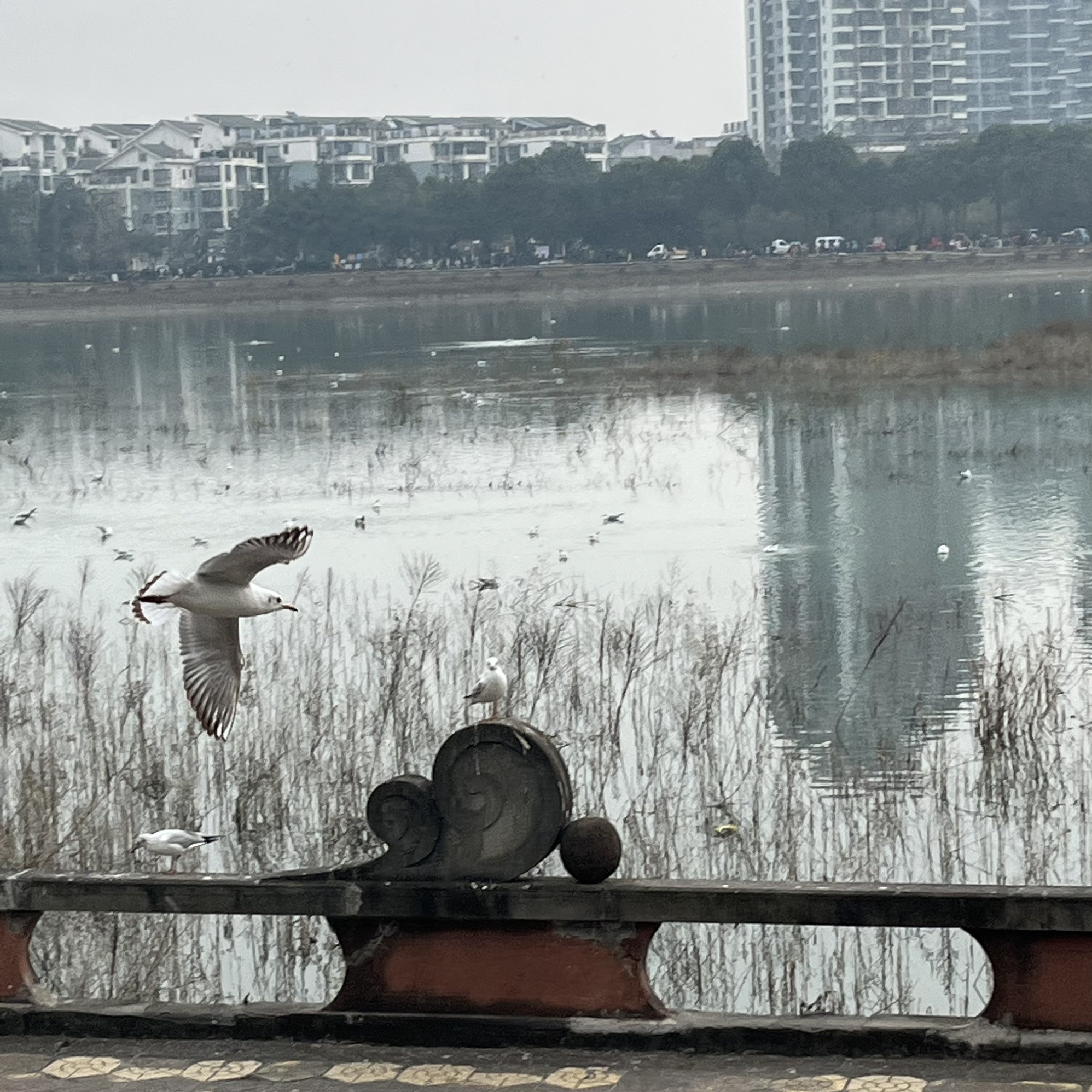德阳市北公园旅行图片 3