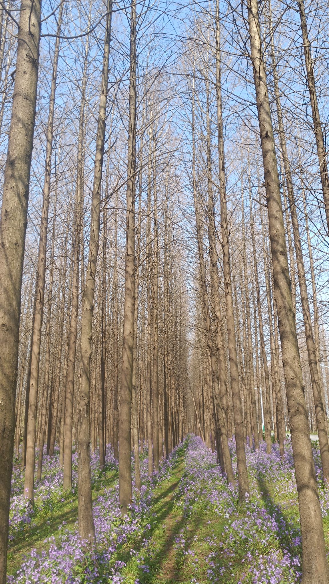 罗泾水源涵养林旅行图片 3