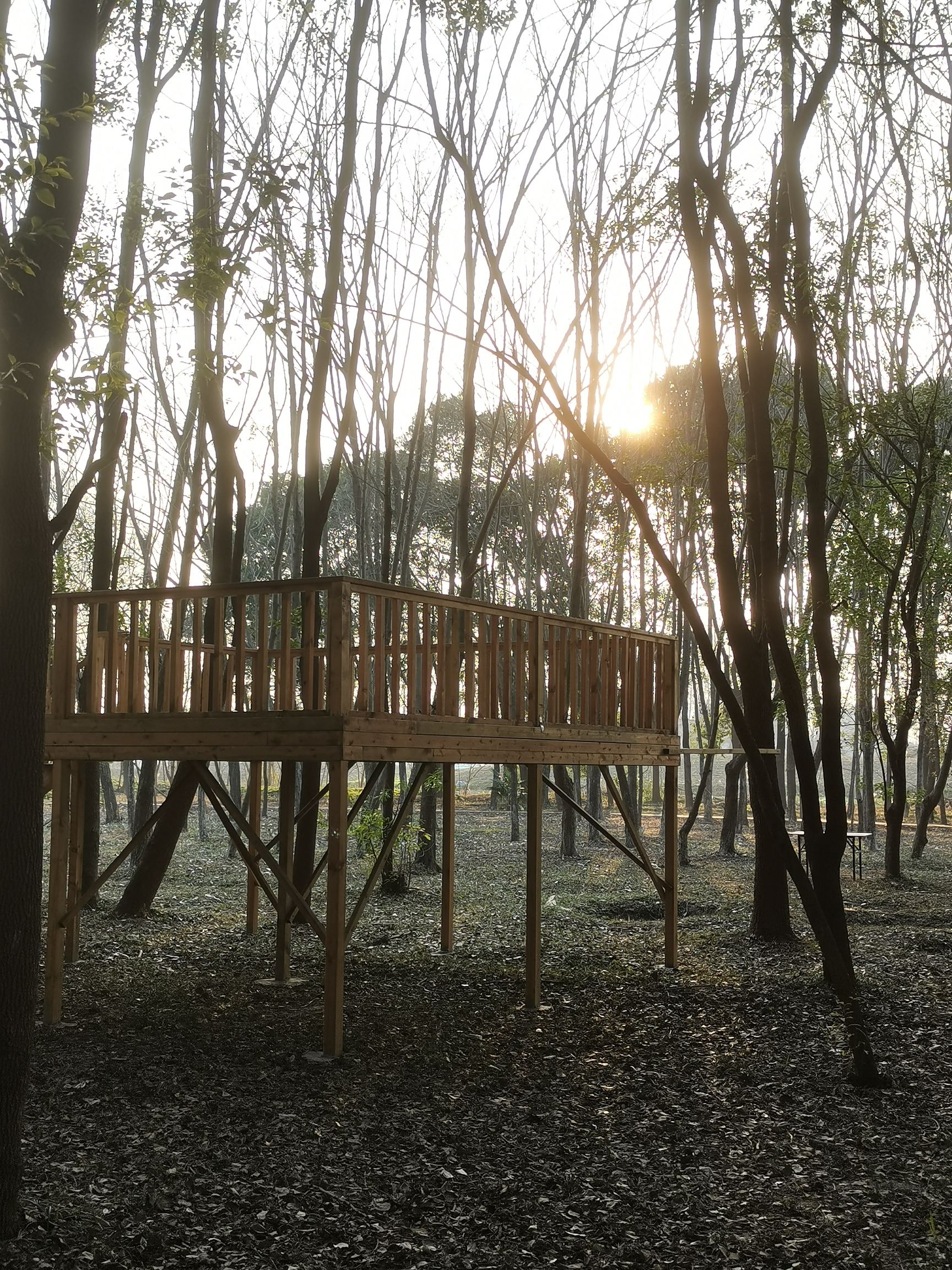 扬子郊野公园旅行图片 1