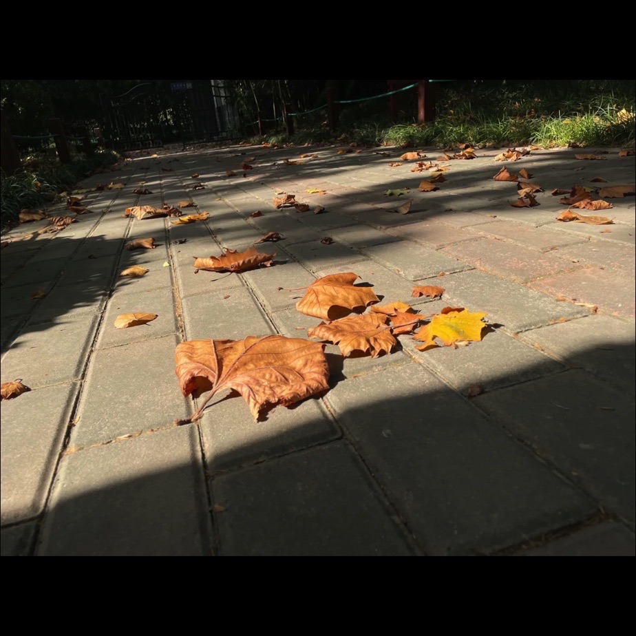济南花圃公园旅行图片 3