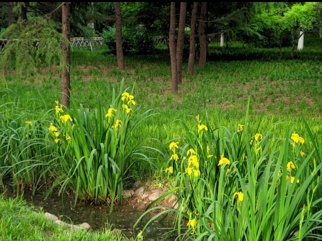 济南花圃公园旅行图片 2