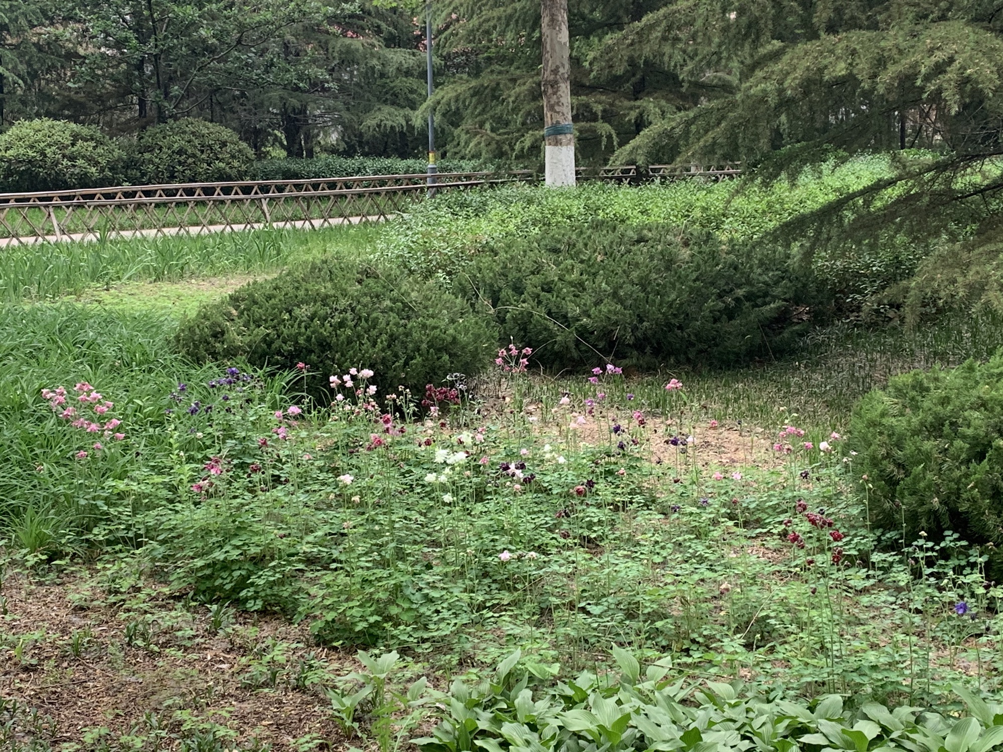 济南花圃公园旅行图片 3