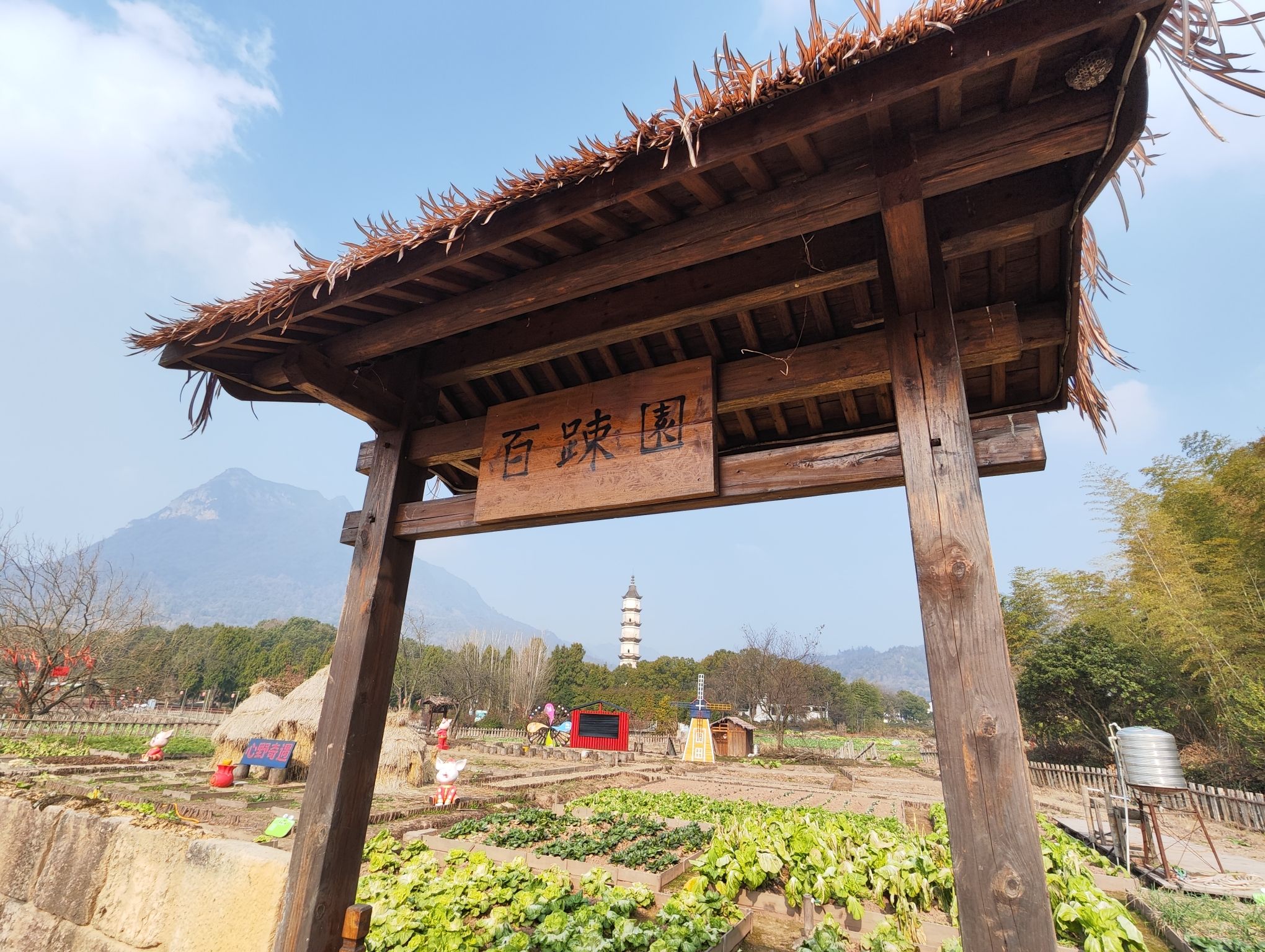 新叶古村旅行图片 3