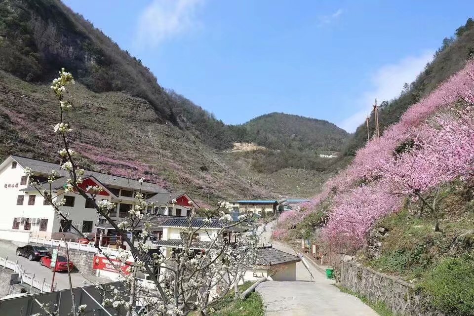 桃花寨
