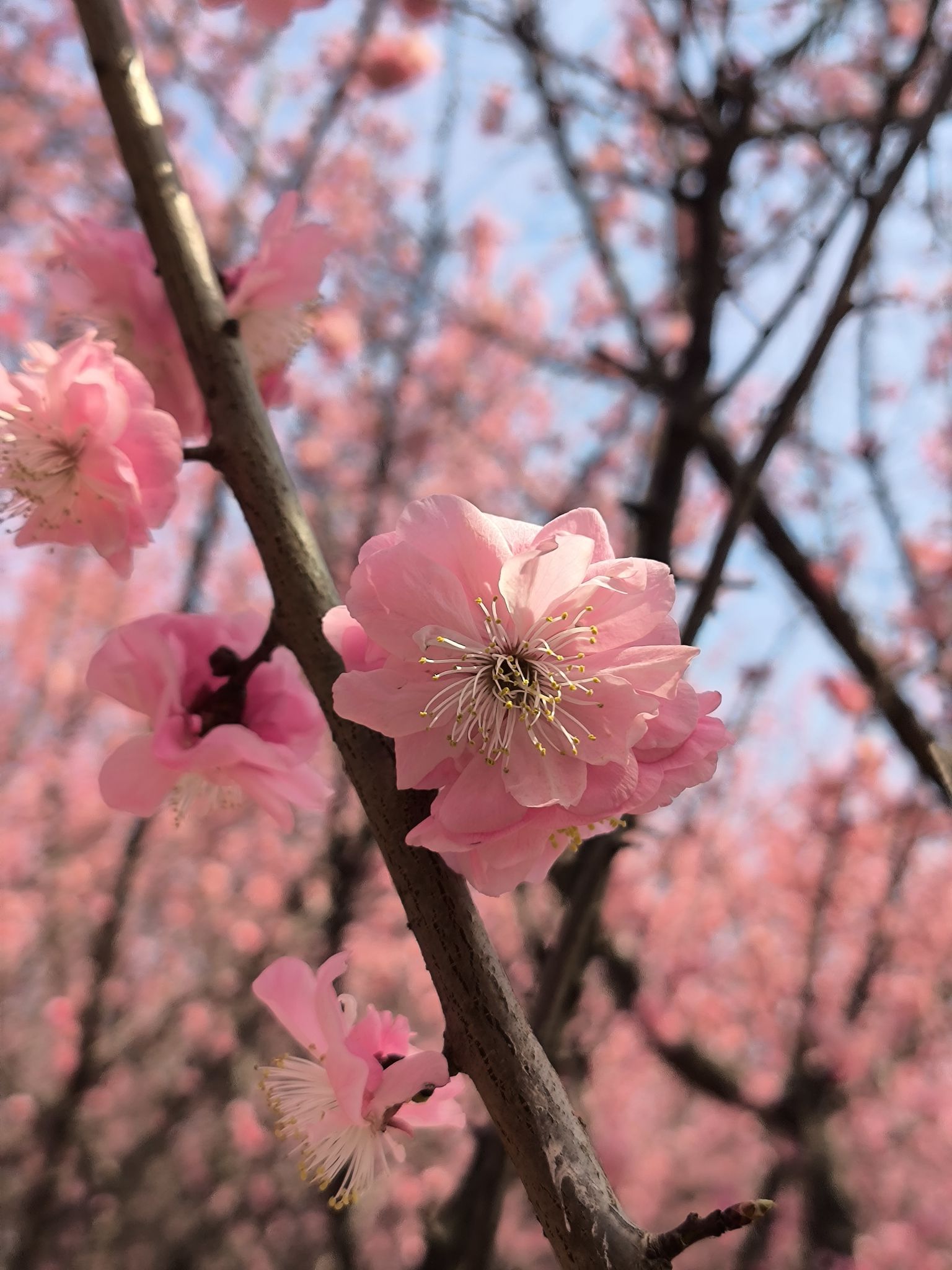 凤凰河公园旅行图片 2