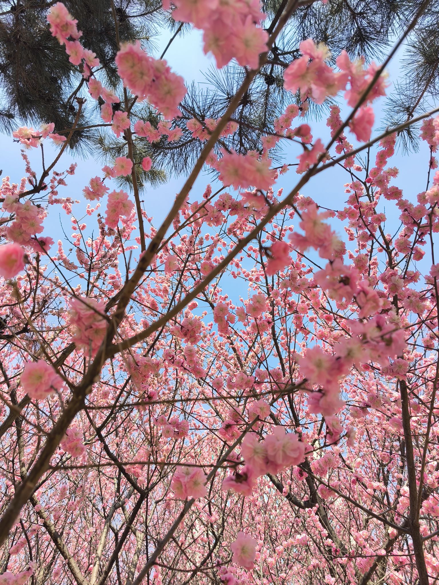 凤凰河公园旅行图片 1