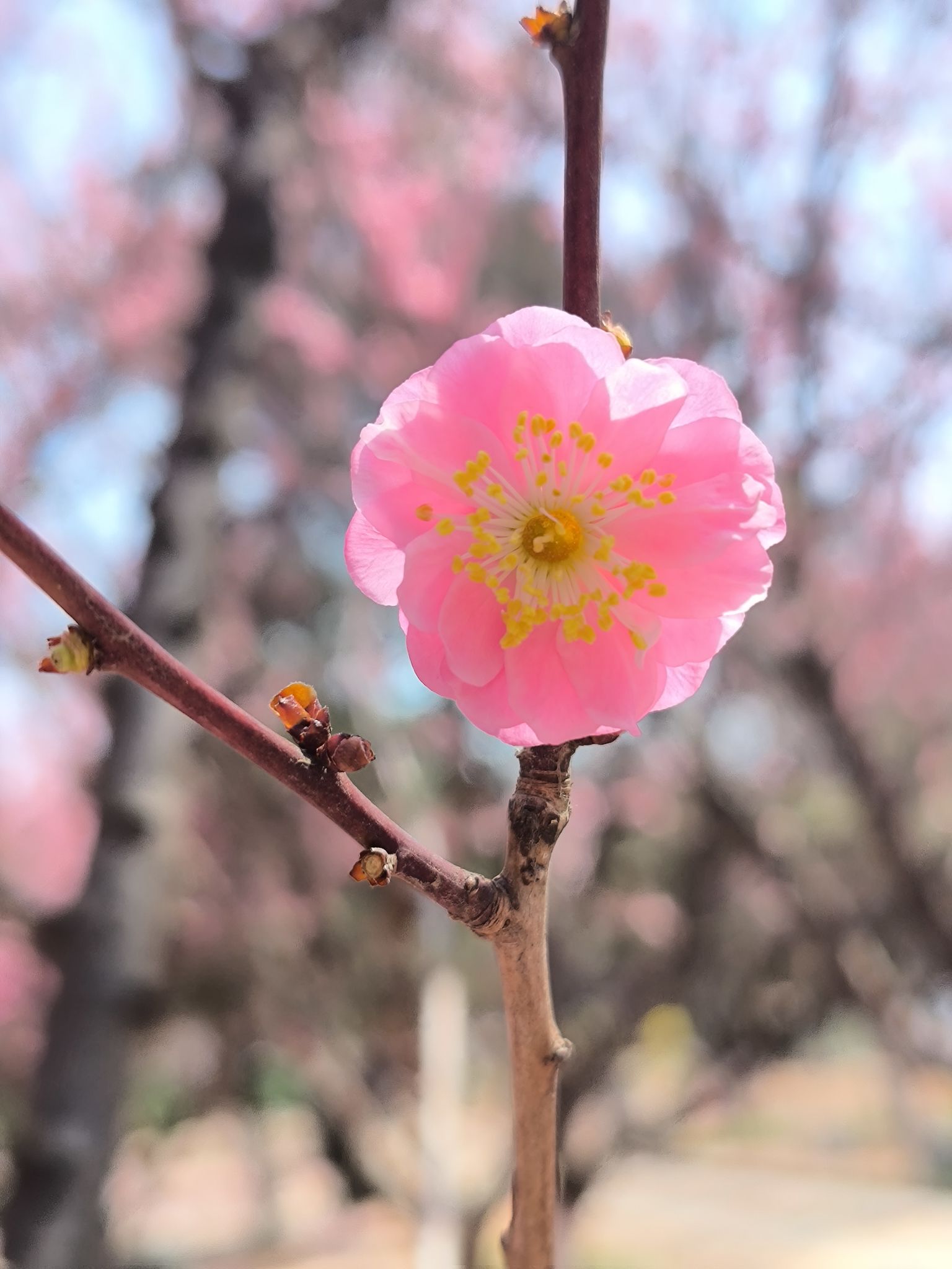 凤凰河公园旅行图片 3