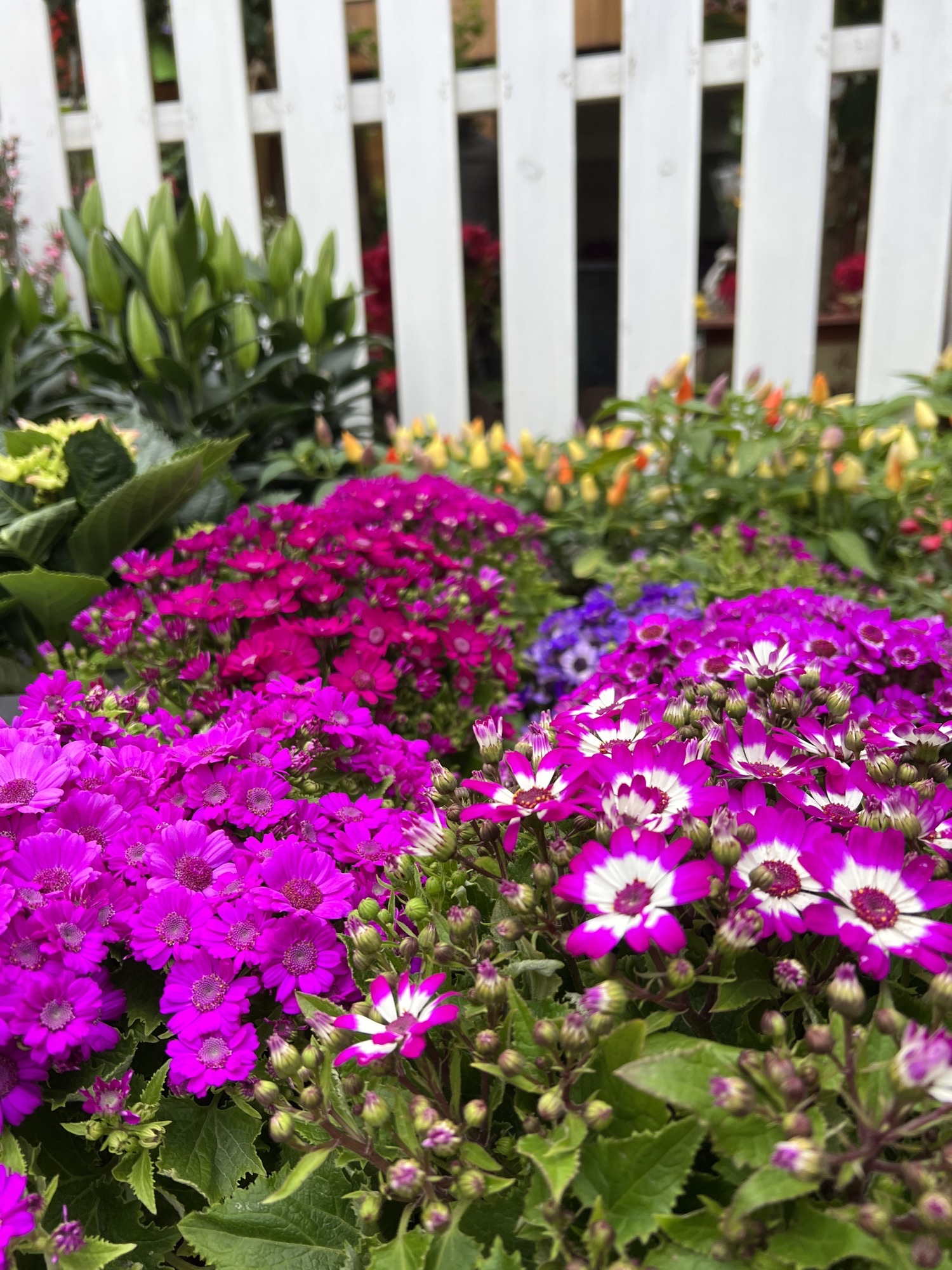 花卉世界旅行图片 2