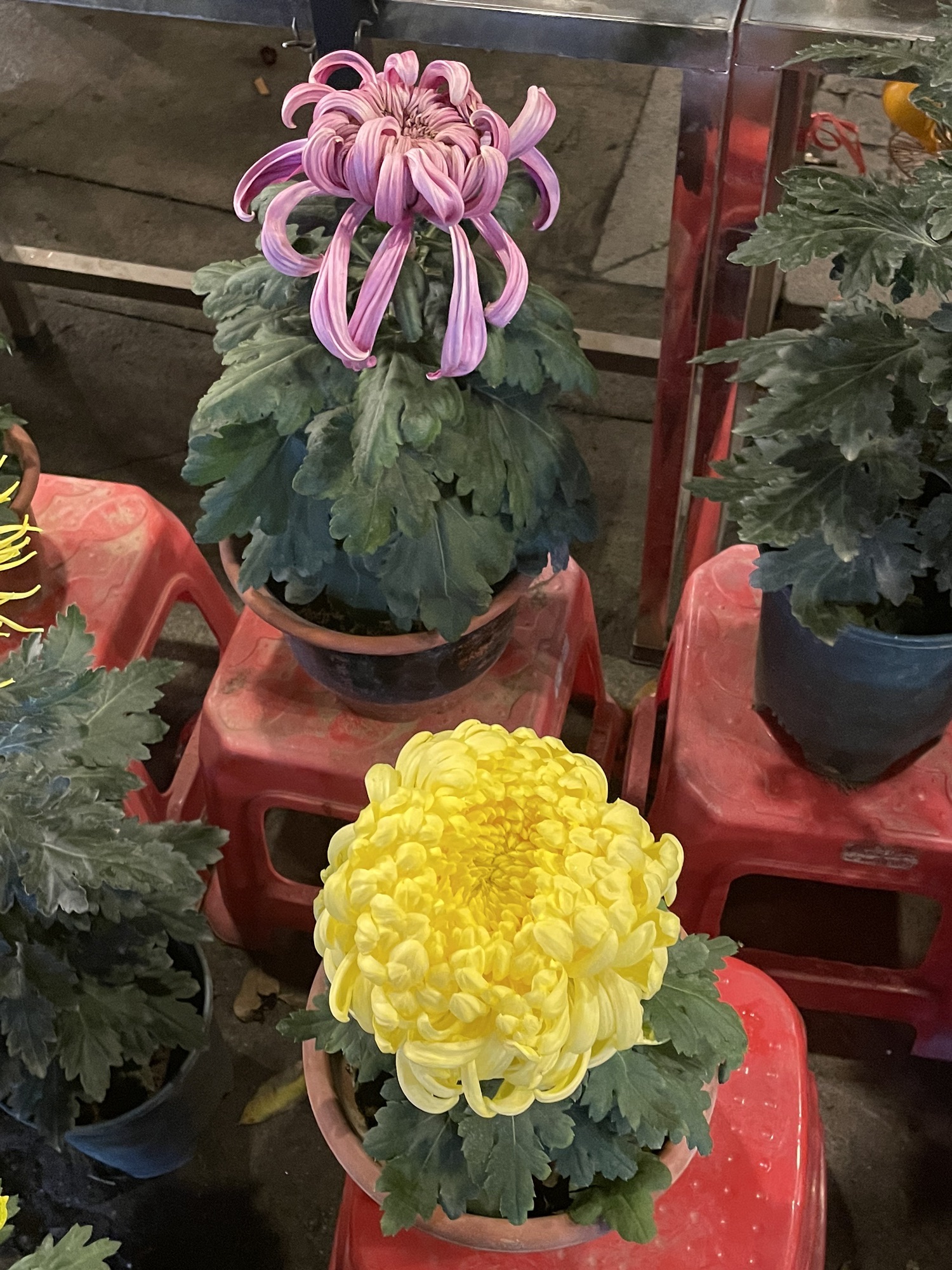 花卉世界旅行图片 3