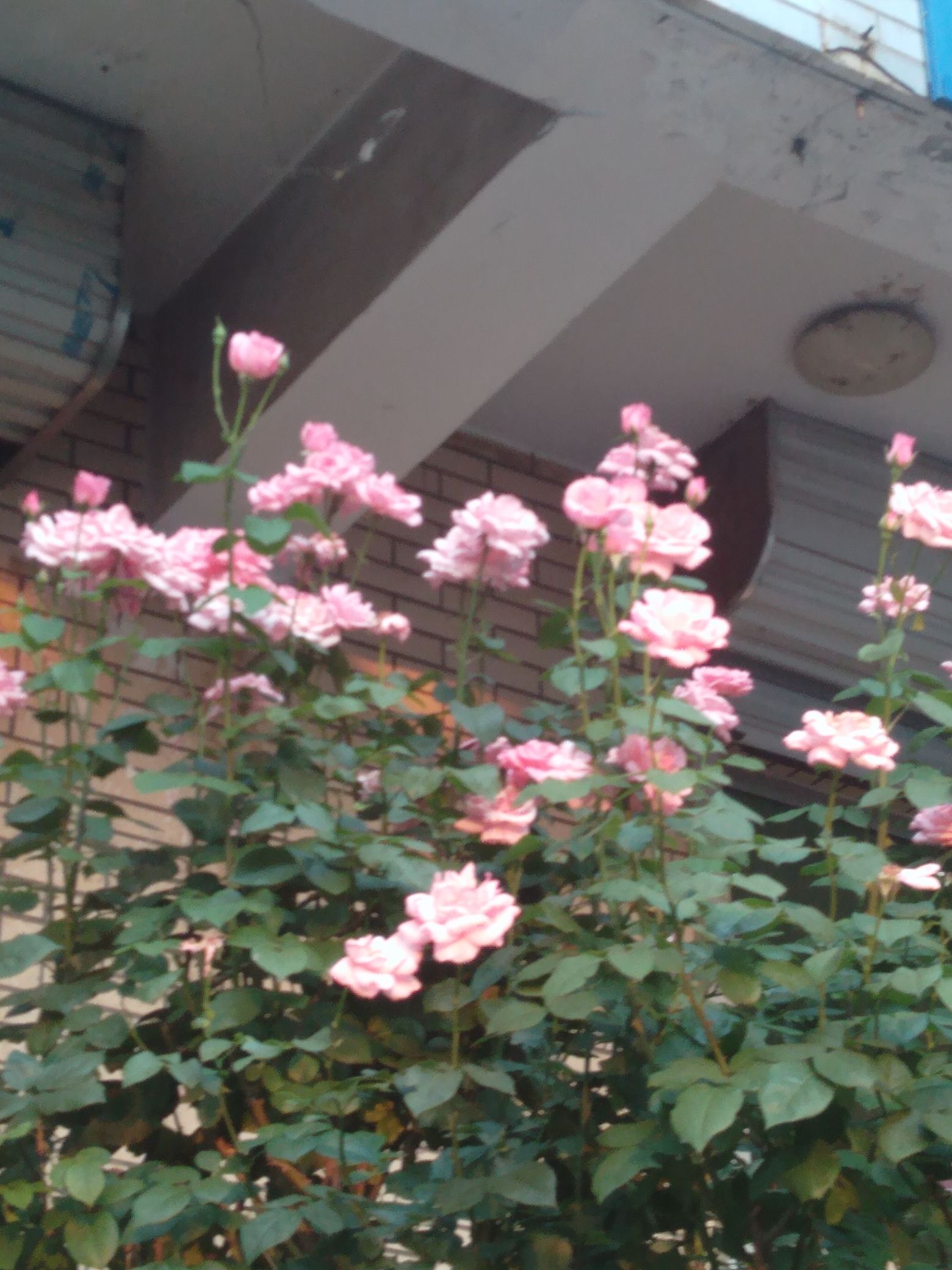 迁西县文化广场旅行图片 3