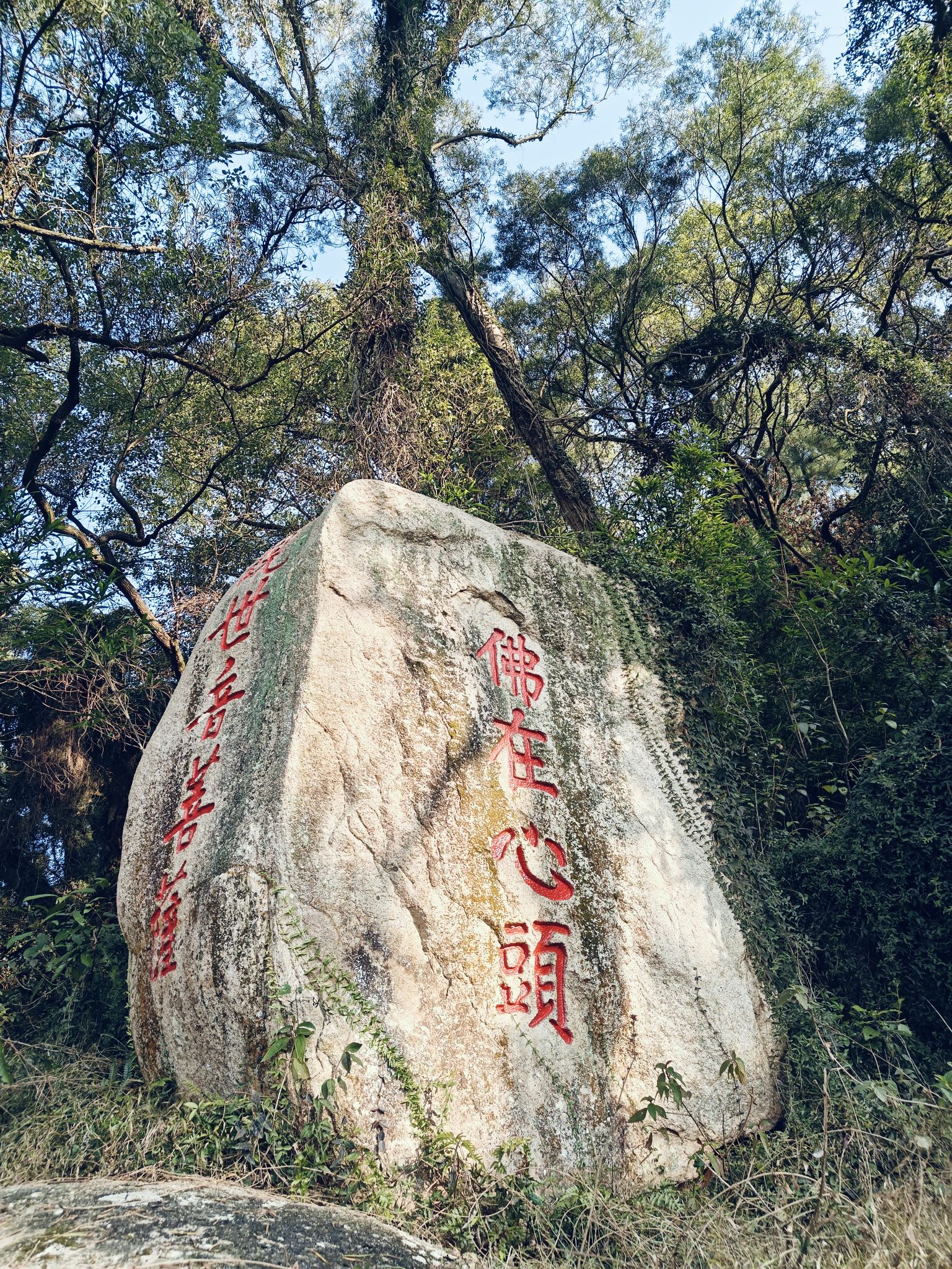 青芝山风景区旅行图片 3