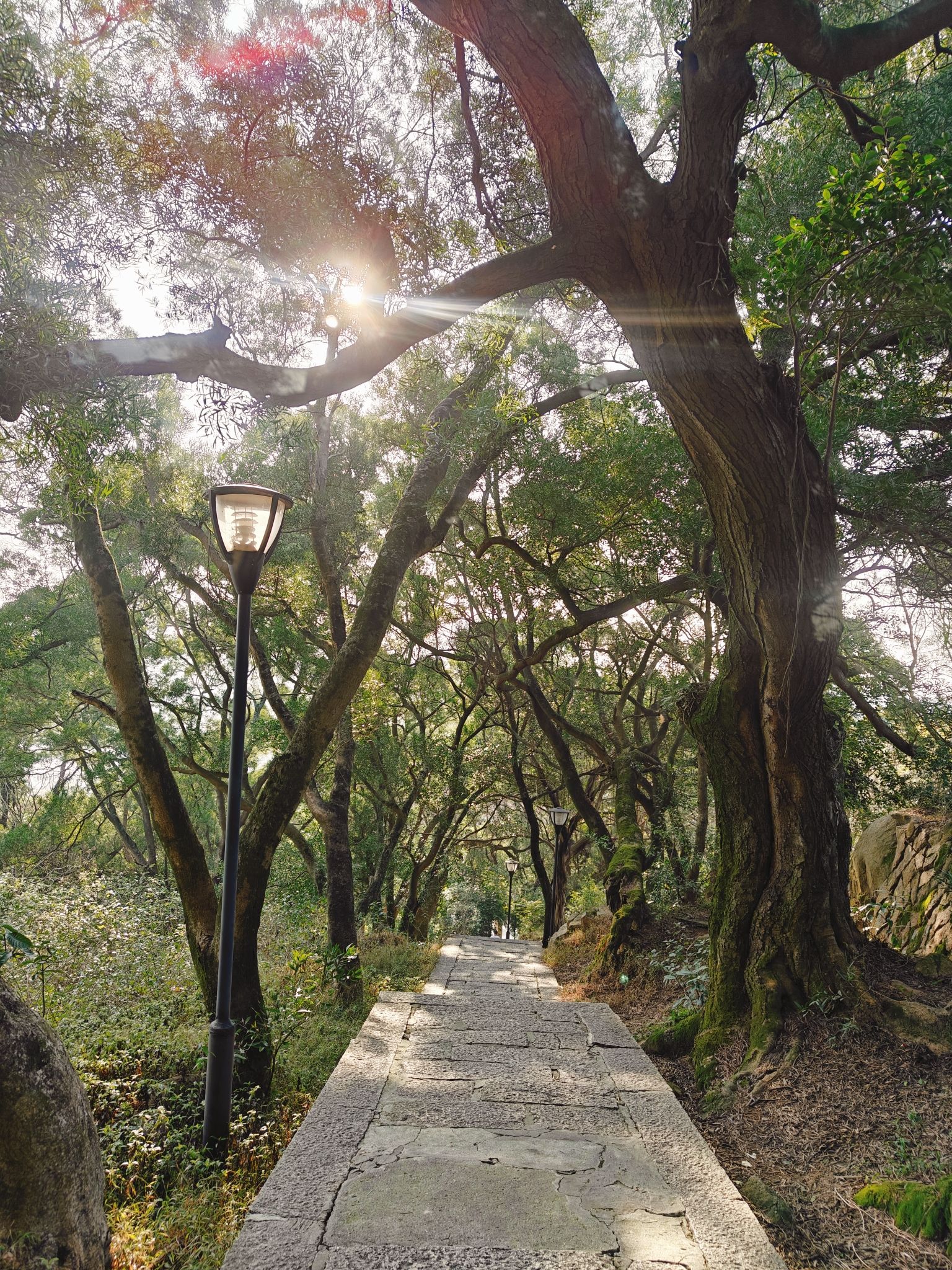 青芝山风景区旅行图片