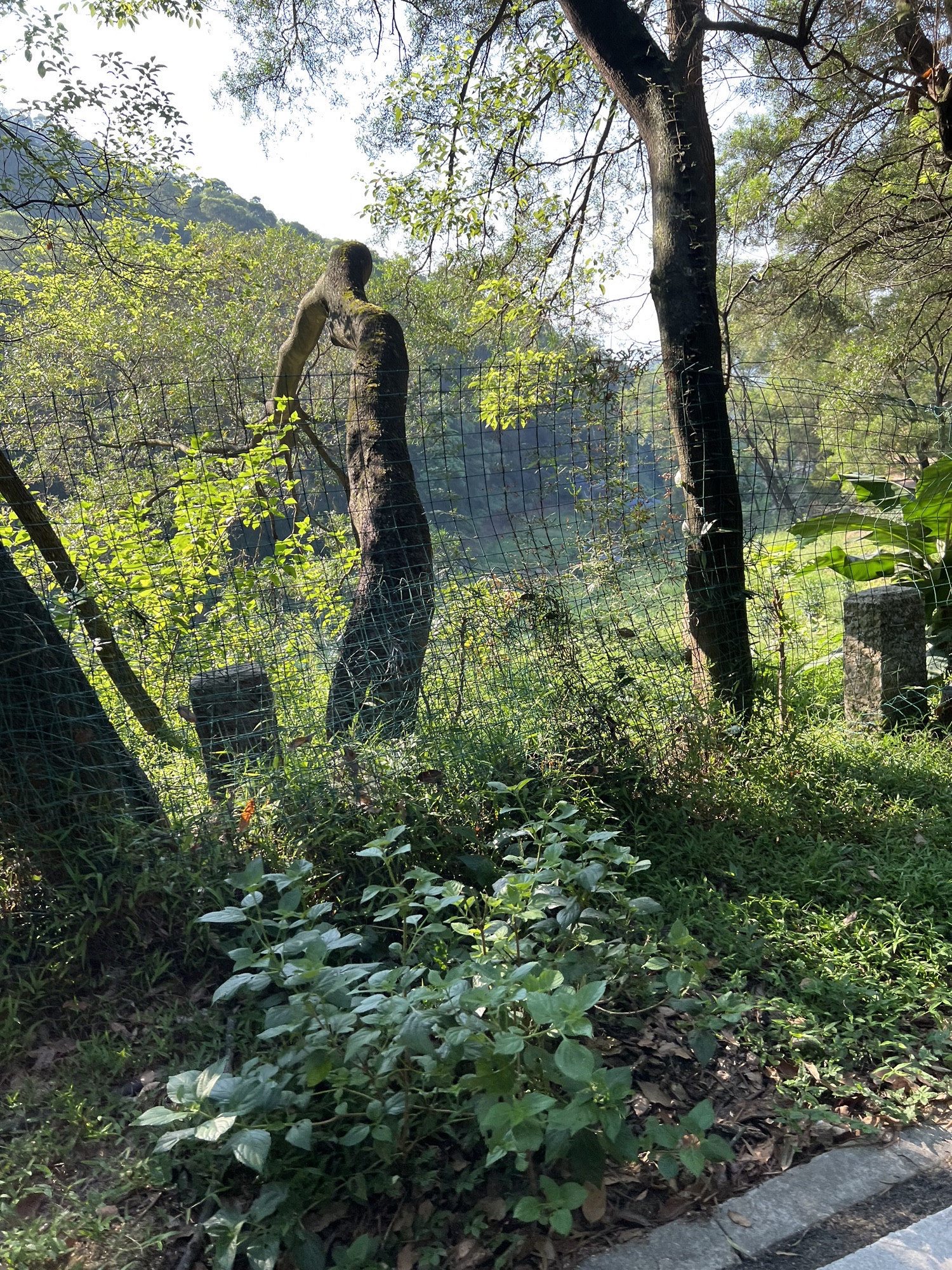 青芝山风景区旅行图片 2